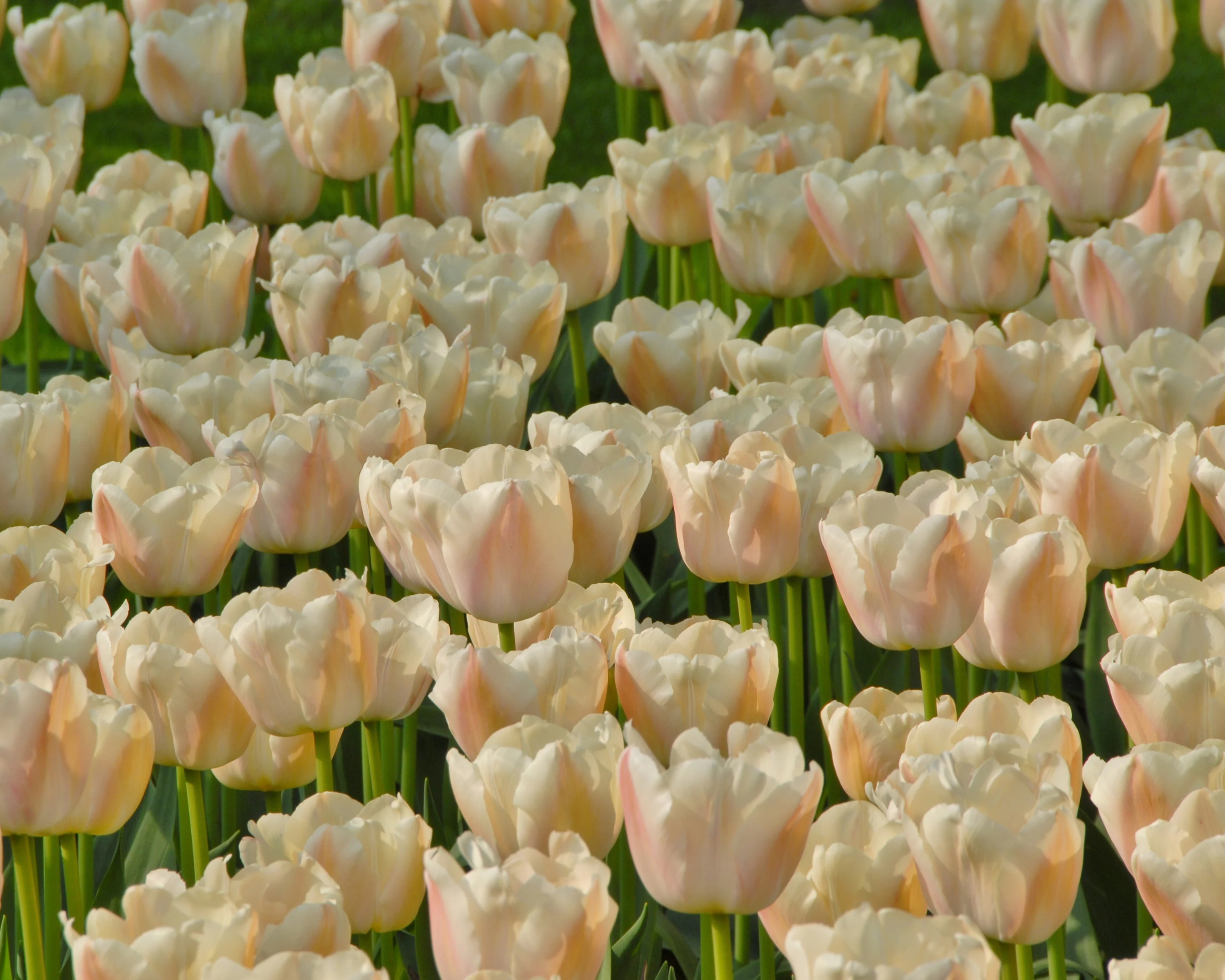 Tulip 'Apricot Pride' - Image 6