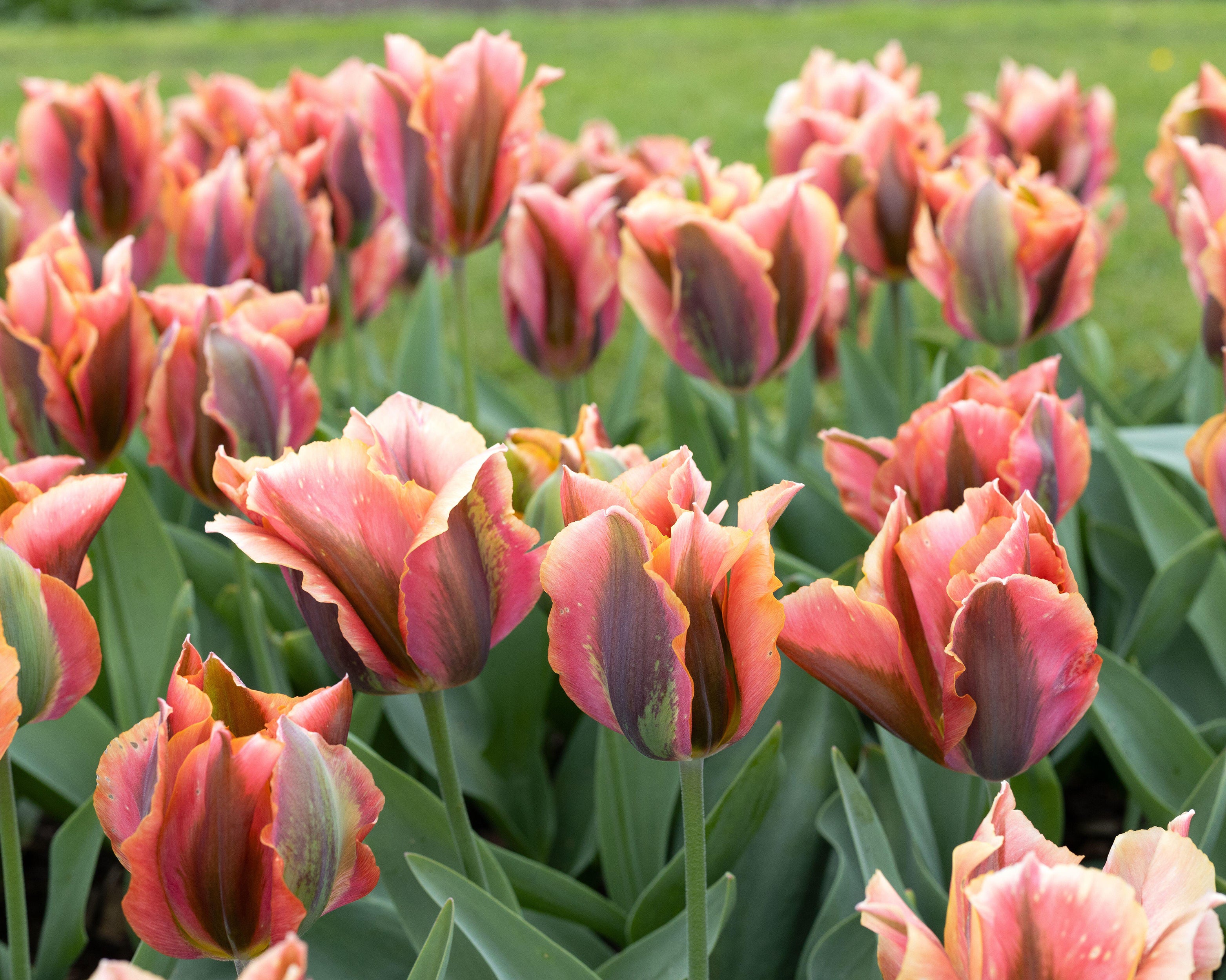 Tulip 'Artist' - Image 8