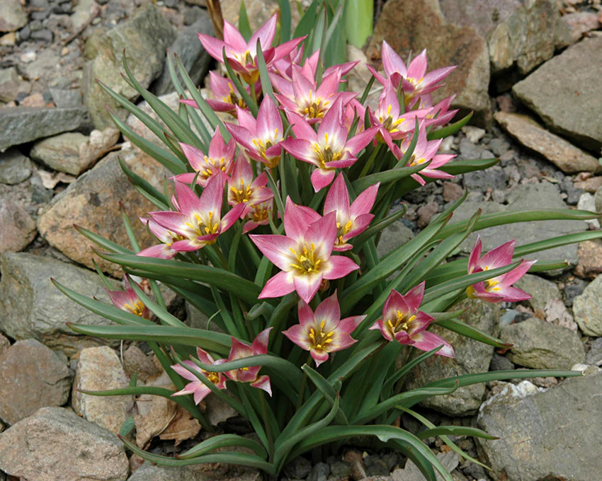 Tulip aucheriana - Image 3