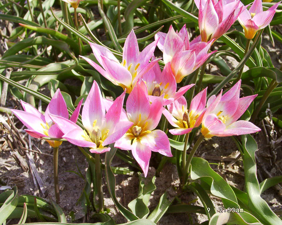Tulip aucheriana - Image 7