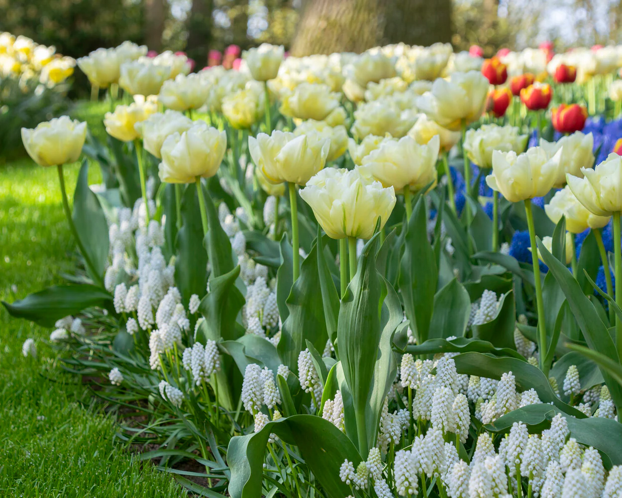 Tulip 'Avant Garde' - Image 2