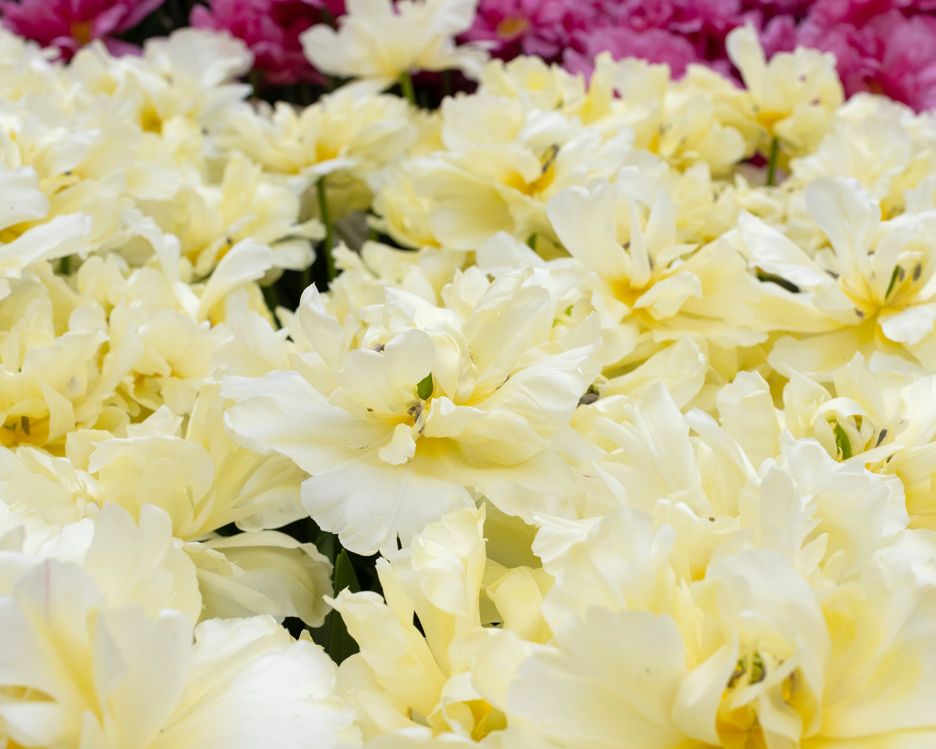 Tulip 'Avant Garde' - Image 6
