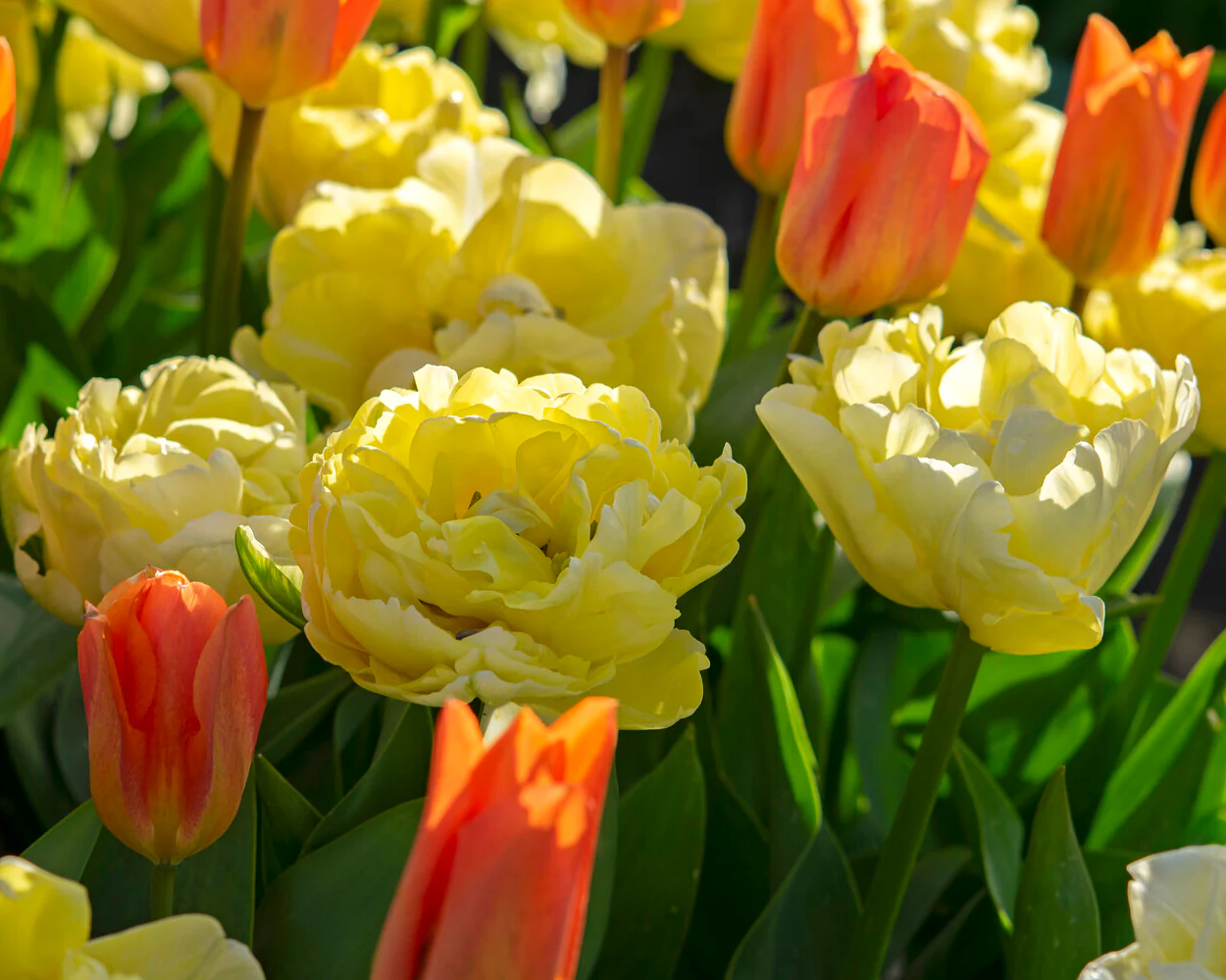 Tulip 'Avant Garde' - Image 9