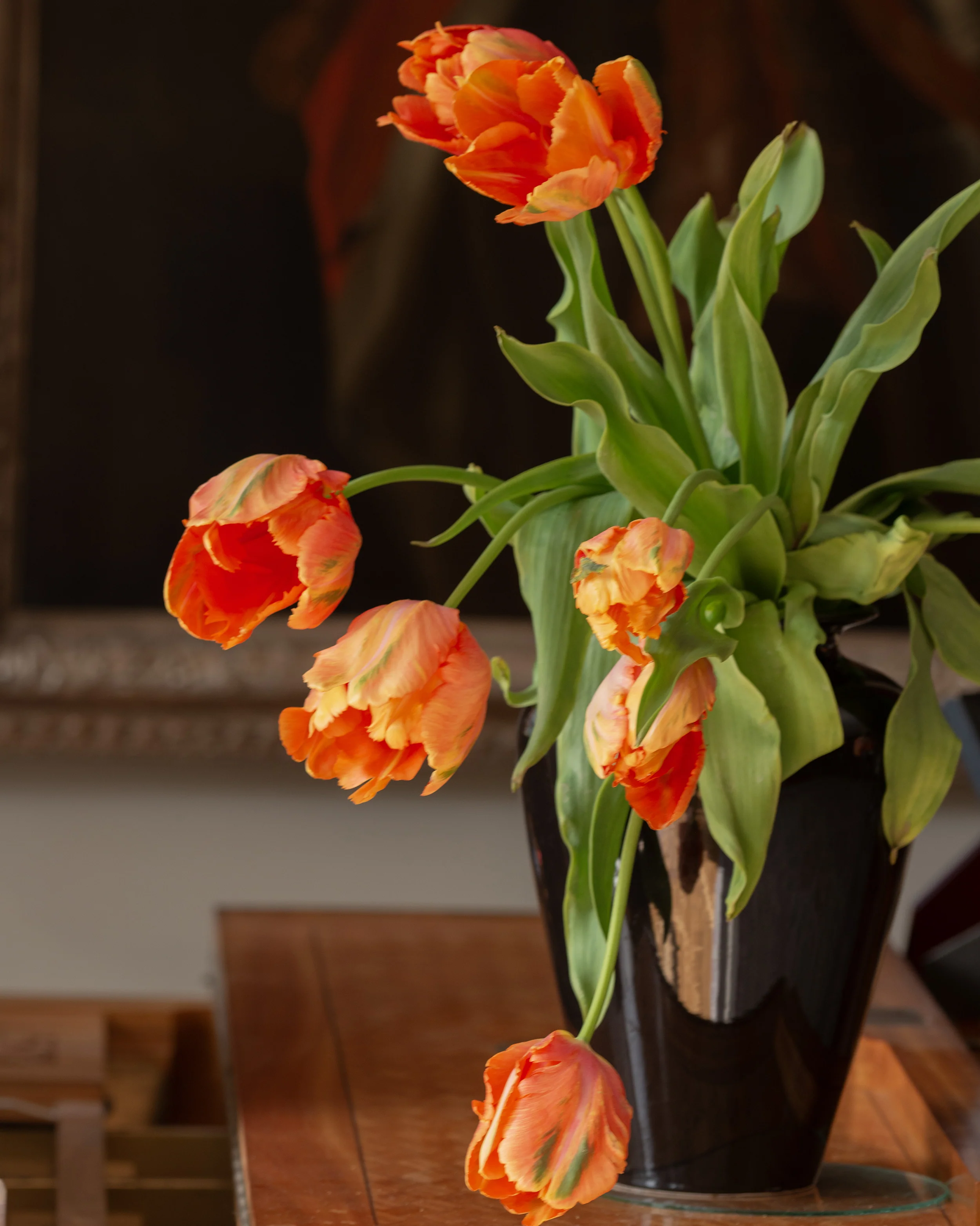 Tulip 'Avignon Parrot' - Image 5