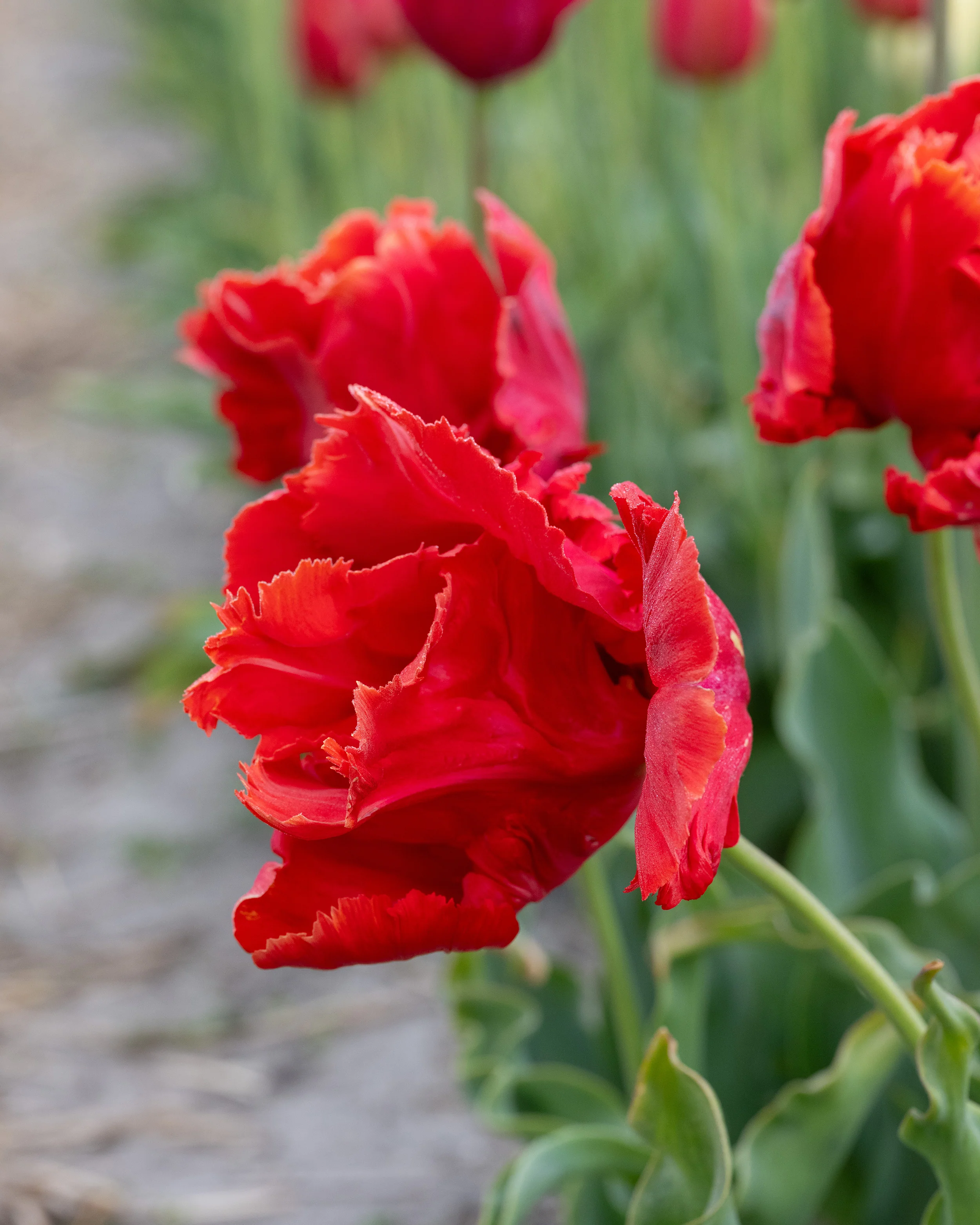 Tulip 'Avignon Parrot' - Image 7
