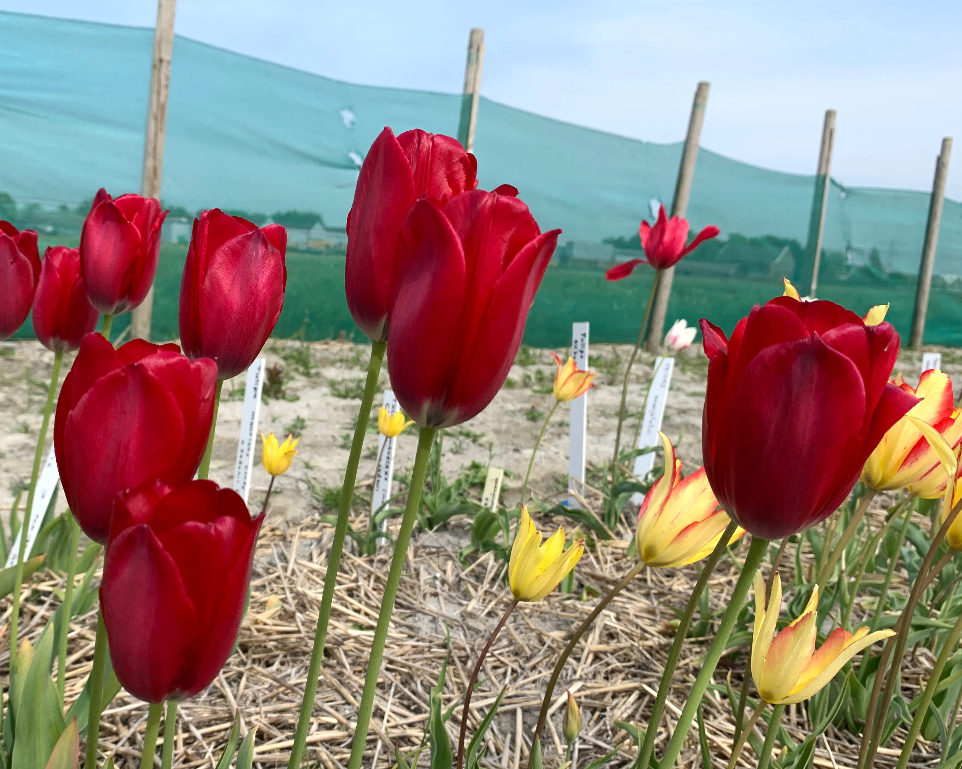Tulip aximensis - Image 2