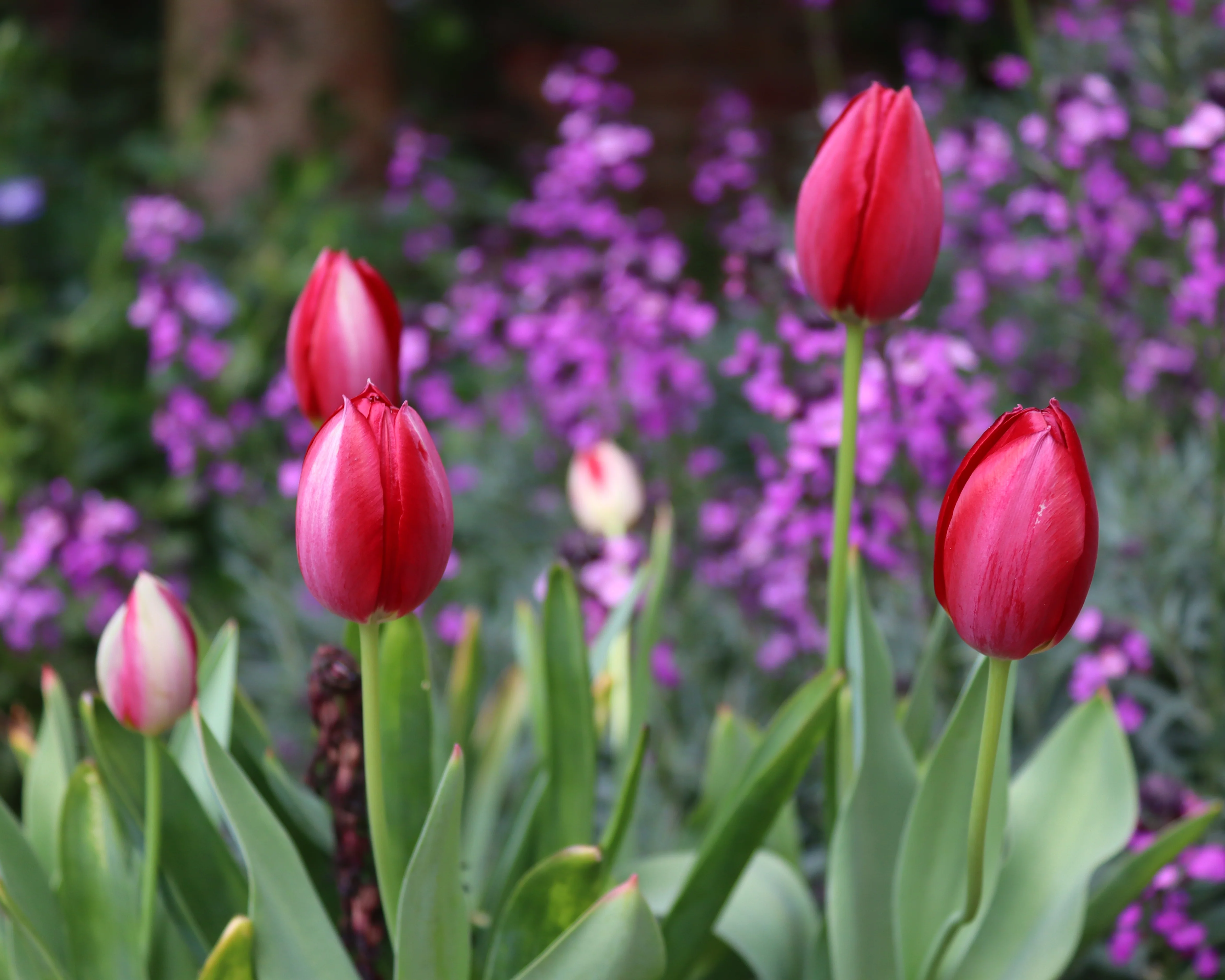 Tulip aximensis - Image 4