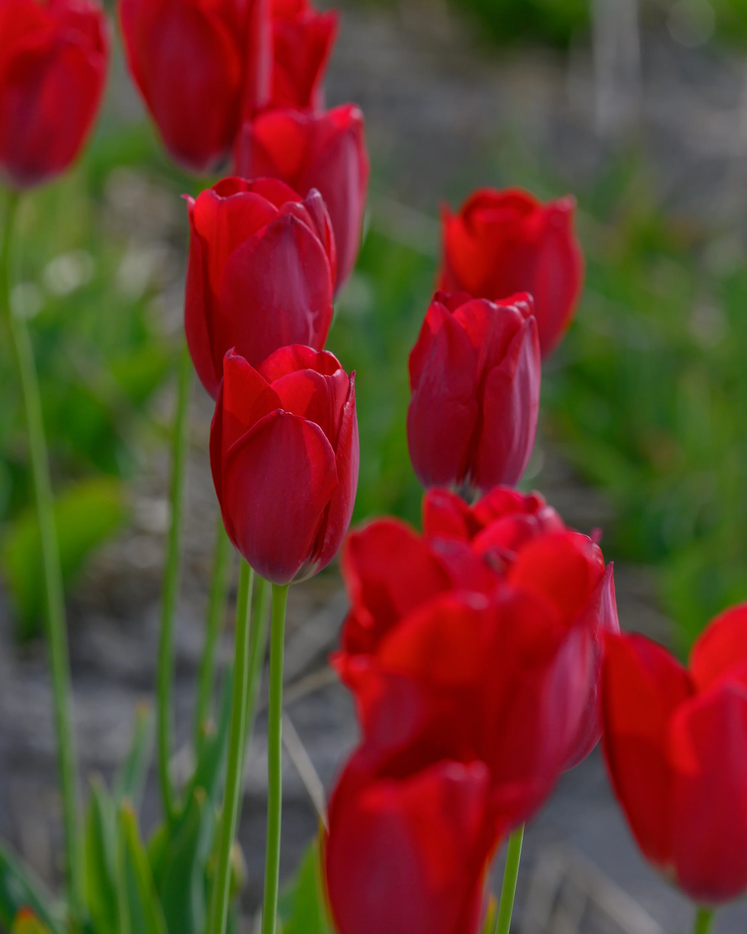 Tulip aximensis - Image 5