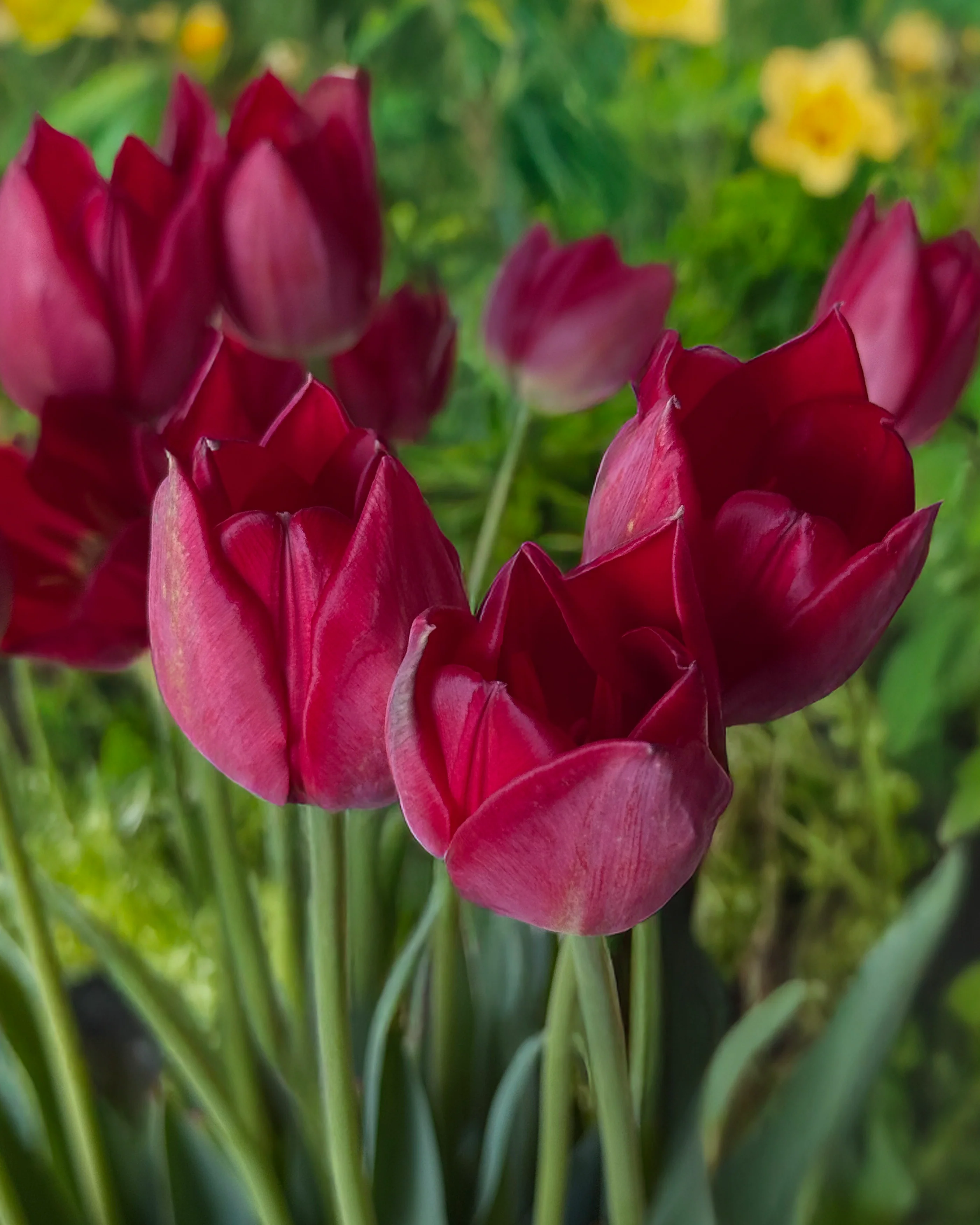 Tulip aximensis - Image 7