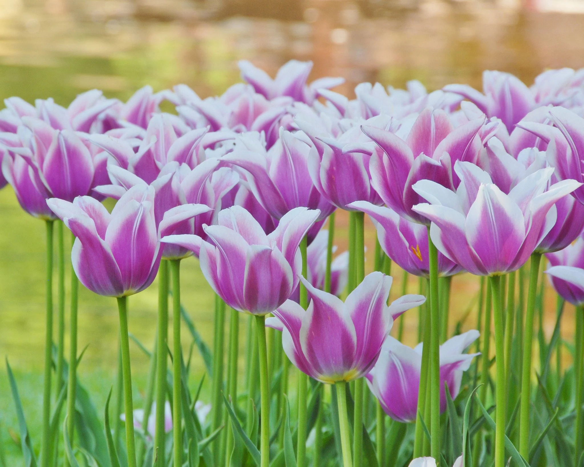 Tulip 'Ballade' - Image 4