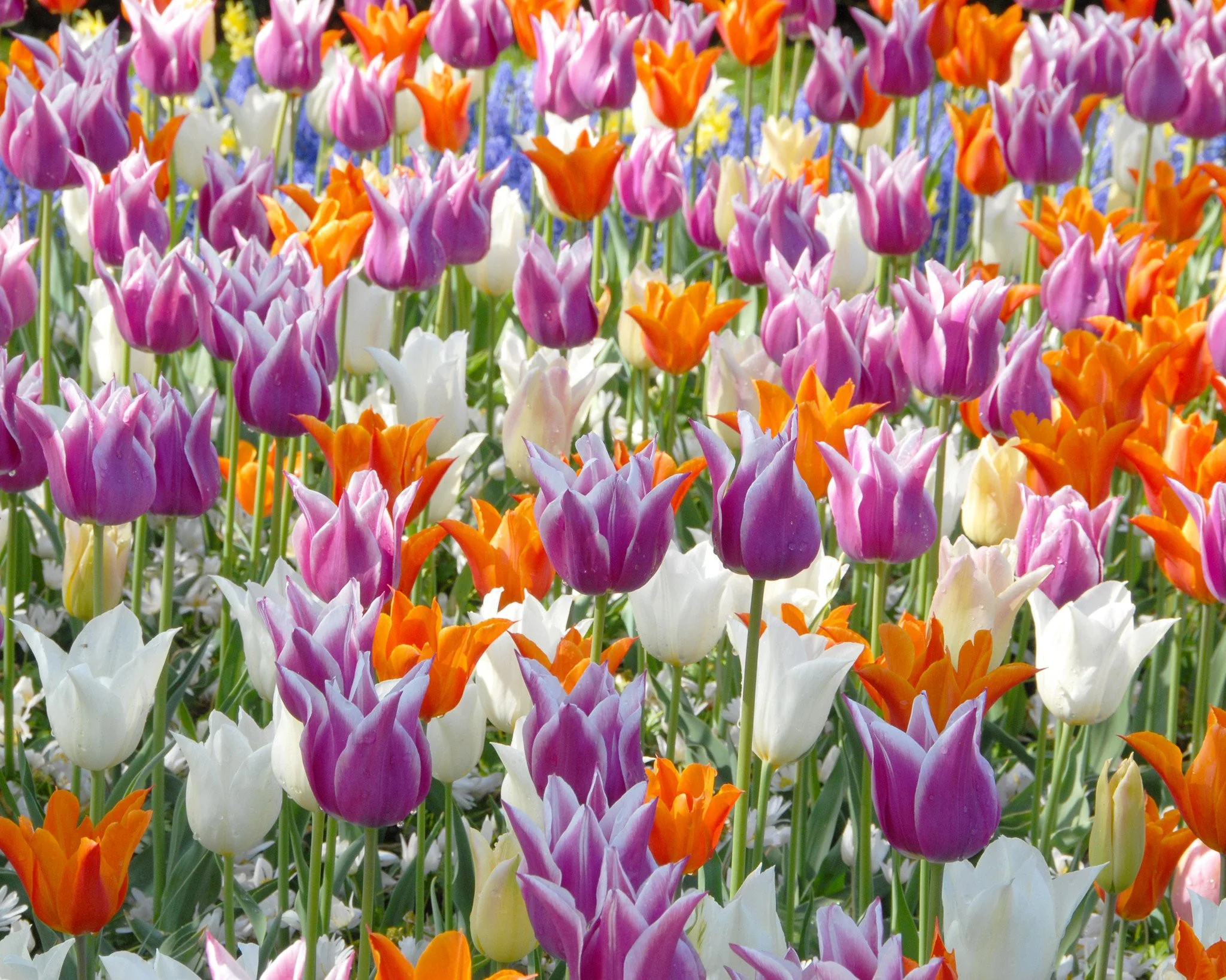 Tulip 'Ballade' - Image 5