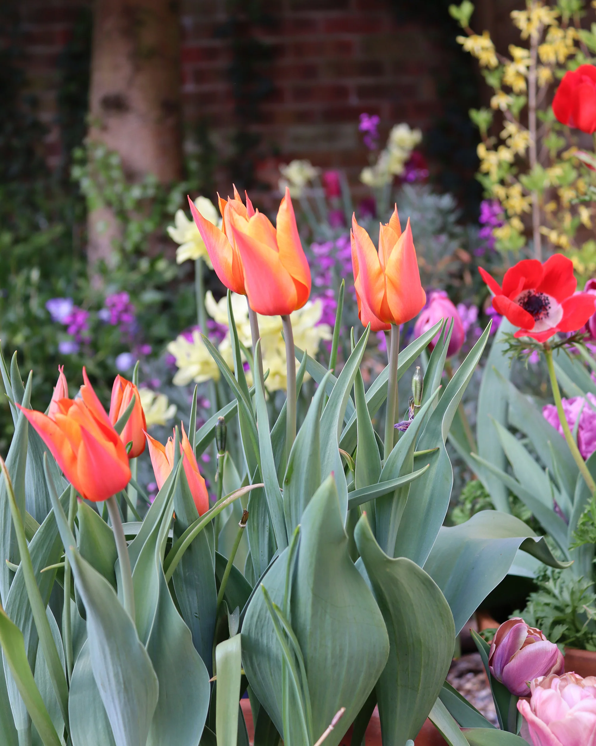 Tulip 'Ballerina' - Image 10