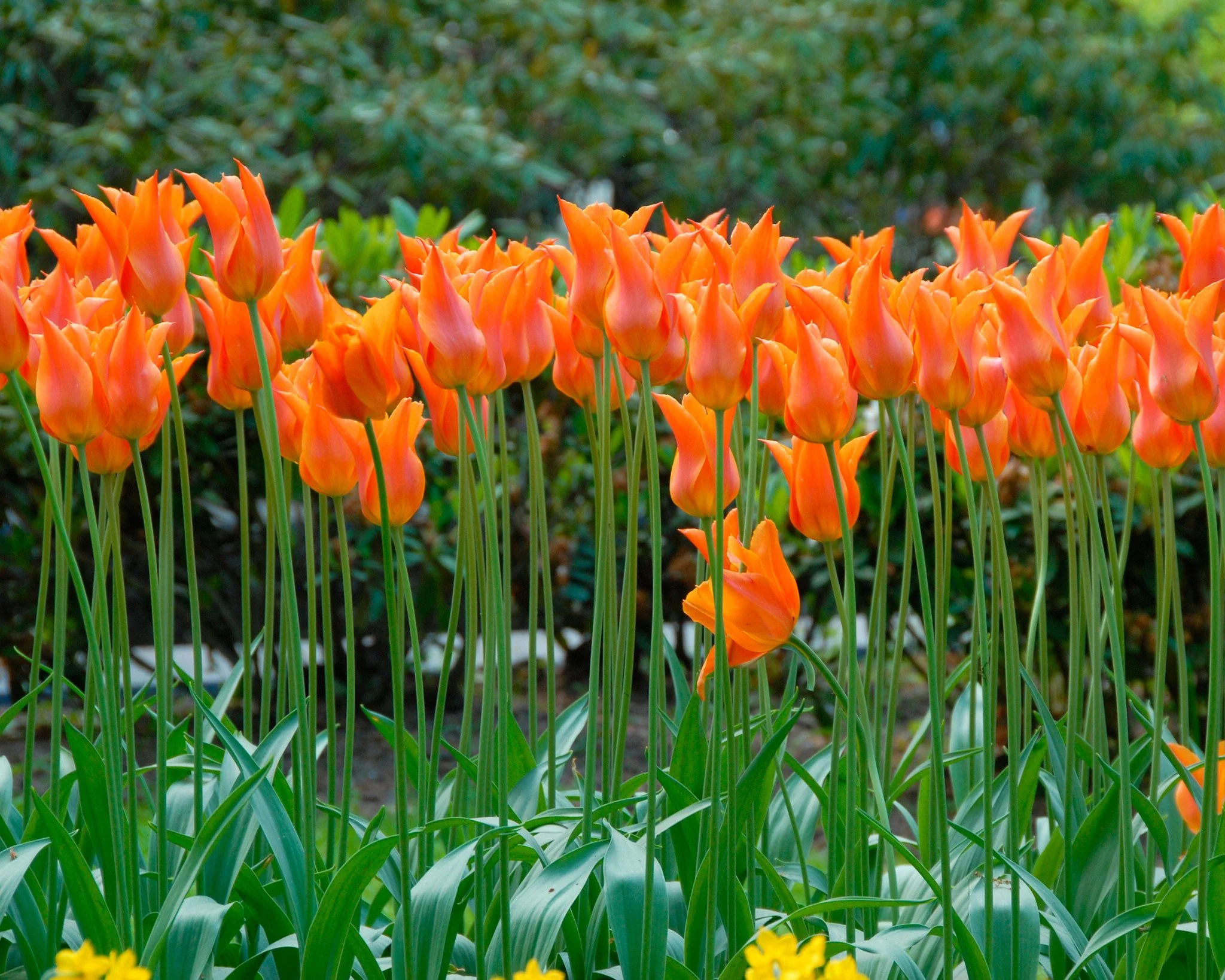 Tulip 'Ballerina' - Image 4