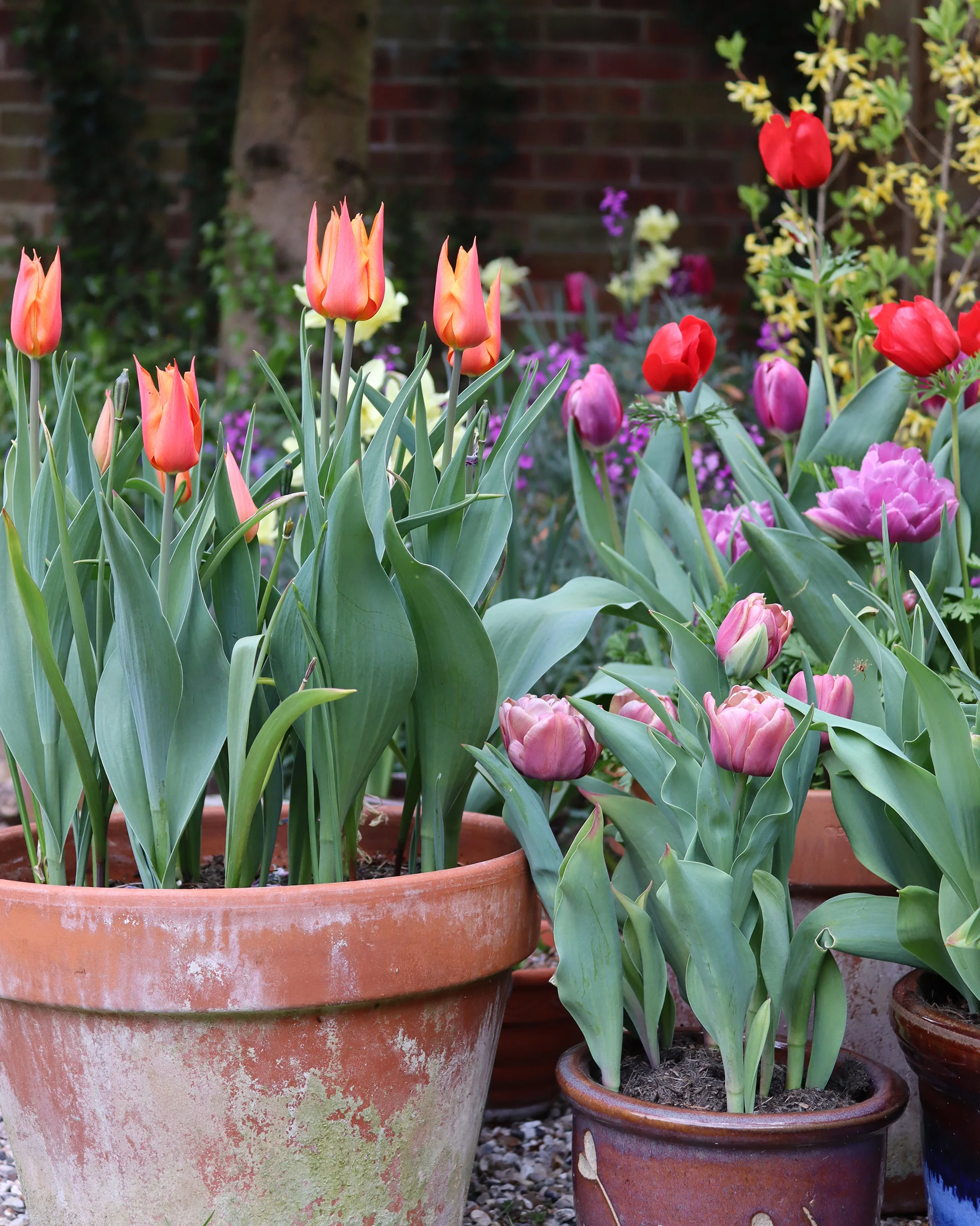 Tulip 'Ballerina' - Image 5