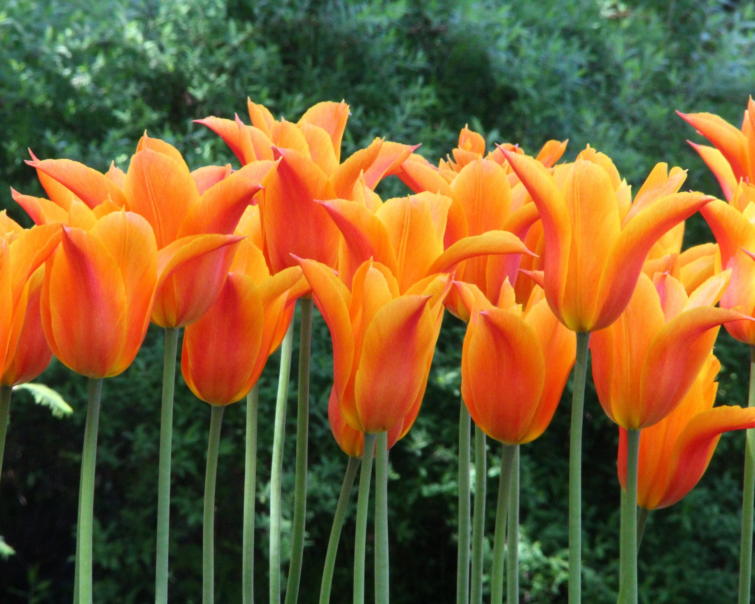 Tulip 'Ballerina' - Image 6