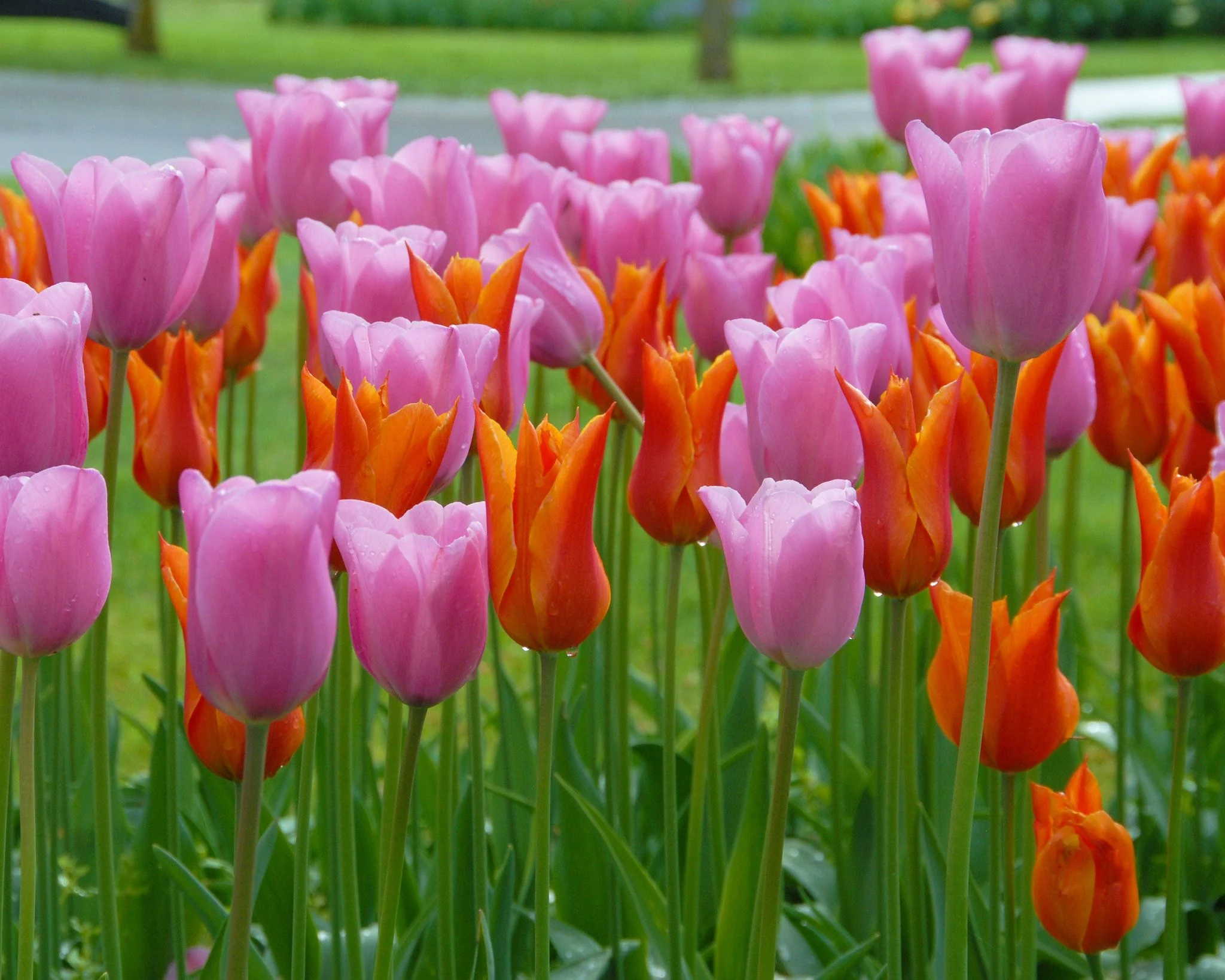 Tulip 'Ballerina' - Image 7