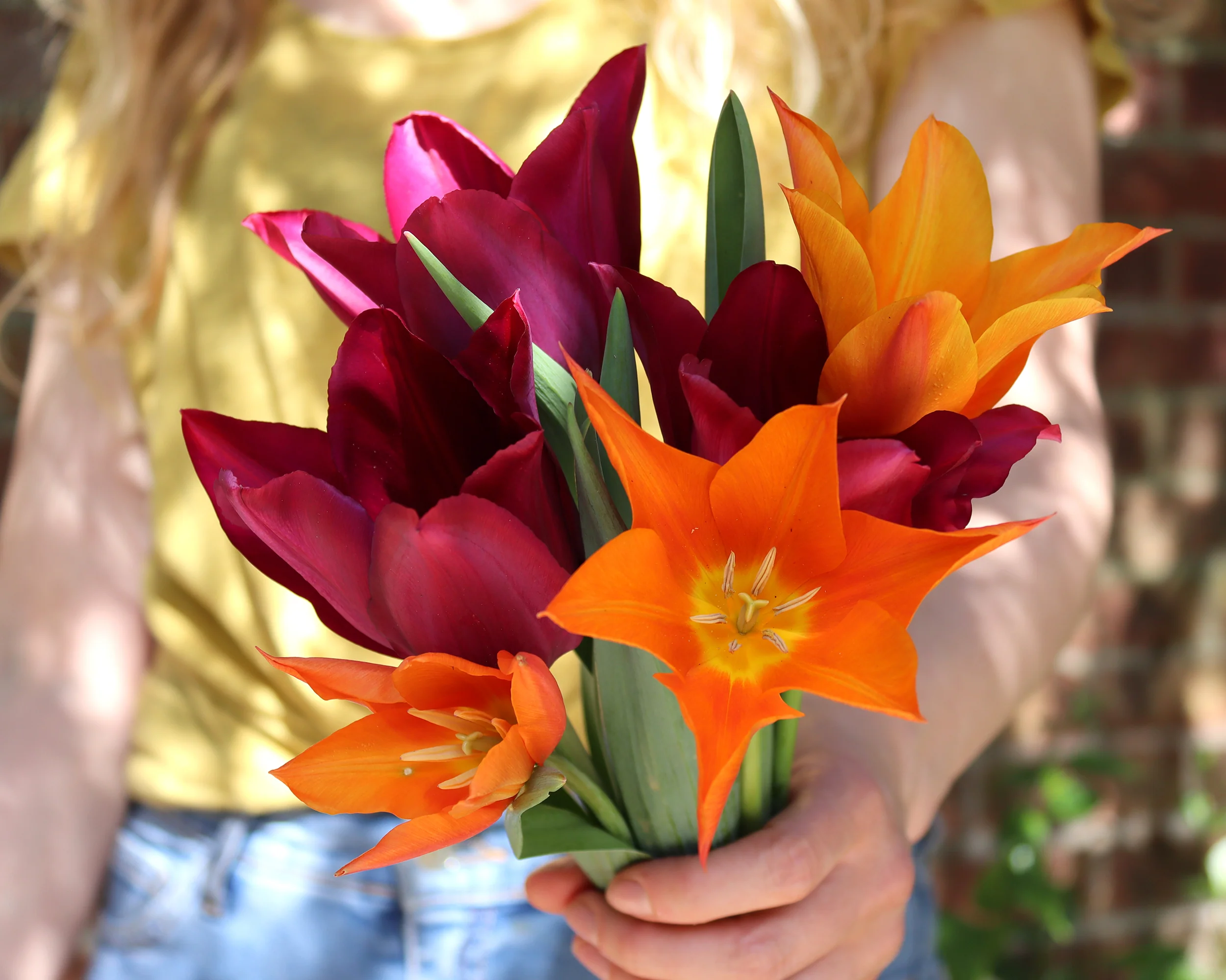 Tulip 'Ballerina' - Image 8