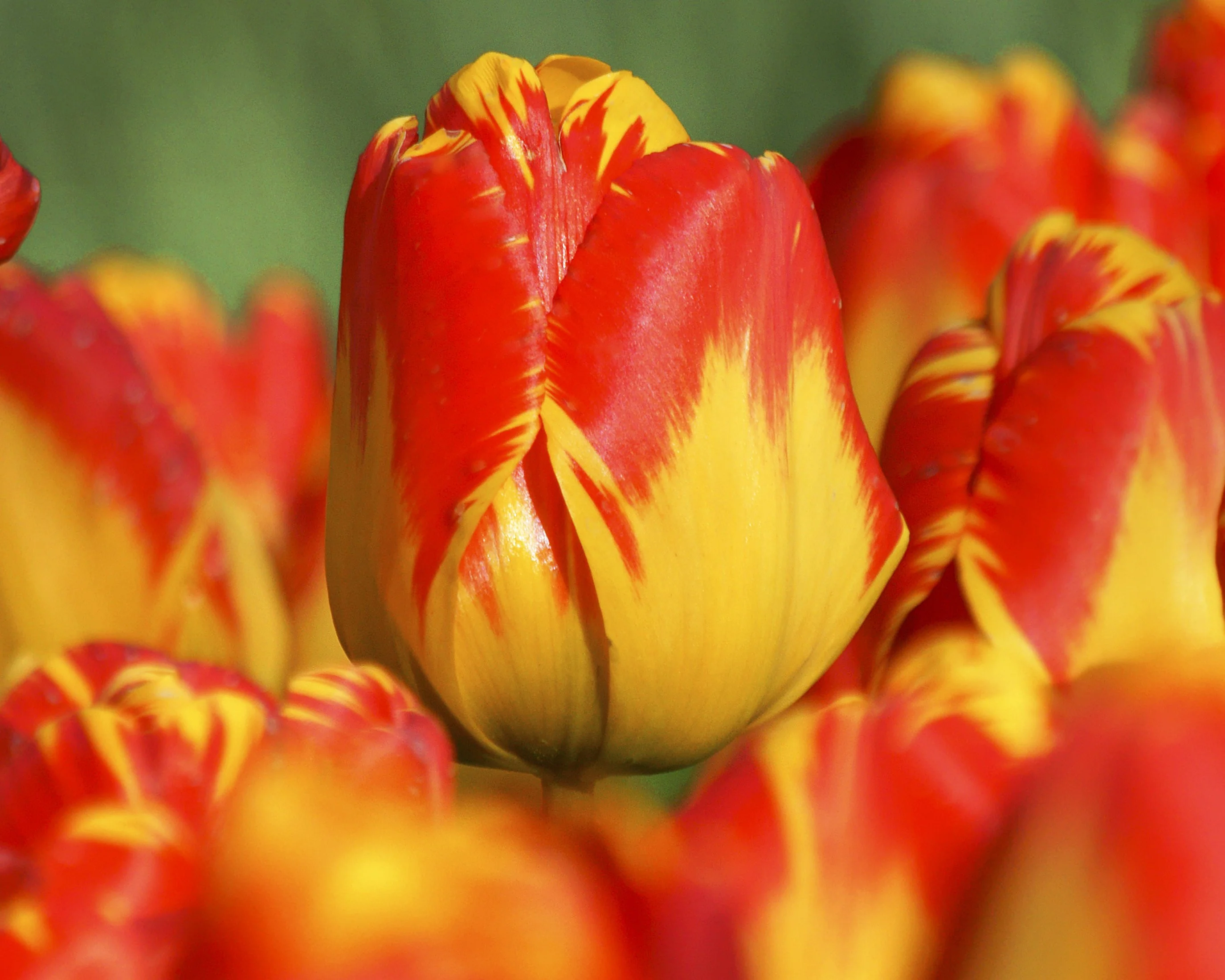 Tulip 'Banja Luka' - Image 3