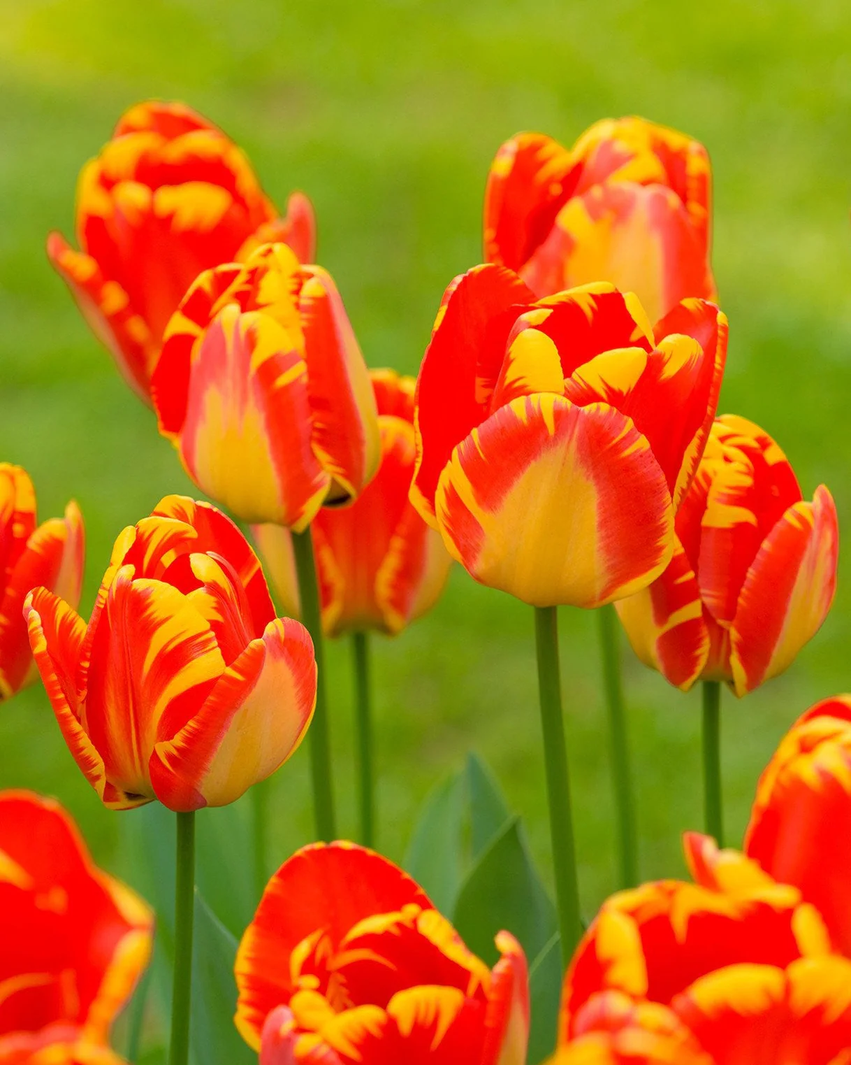 Tulip 'Banja Luka' - Image 5