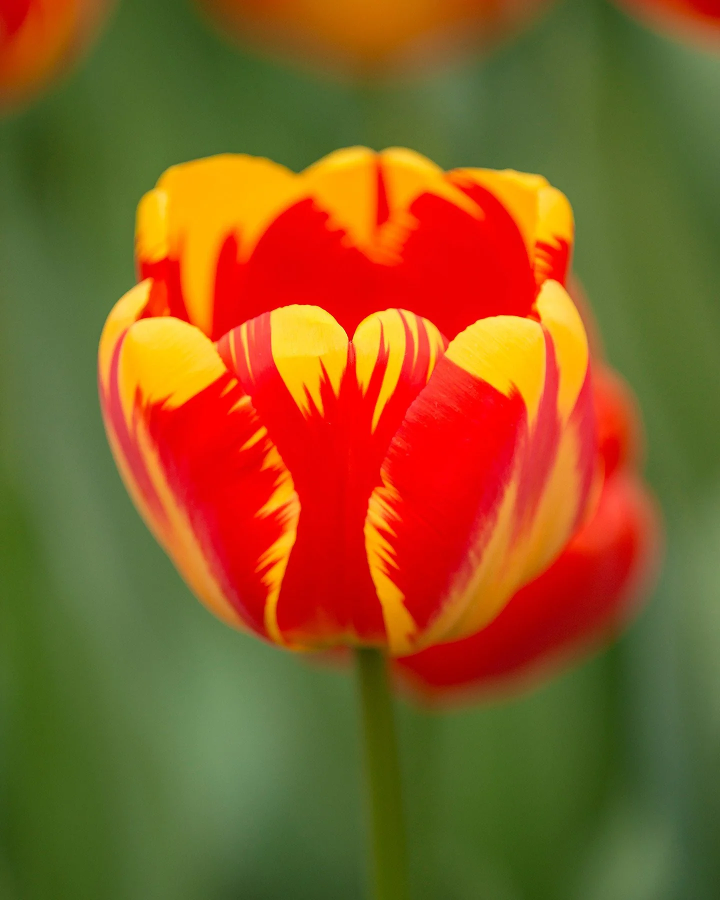 Tulip 'Banja Luka' - Image 6