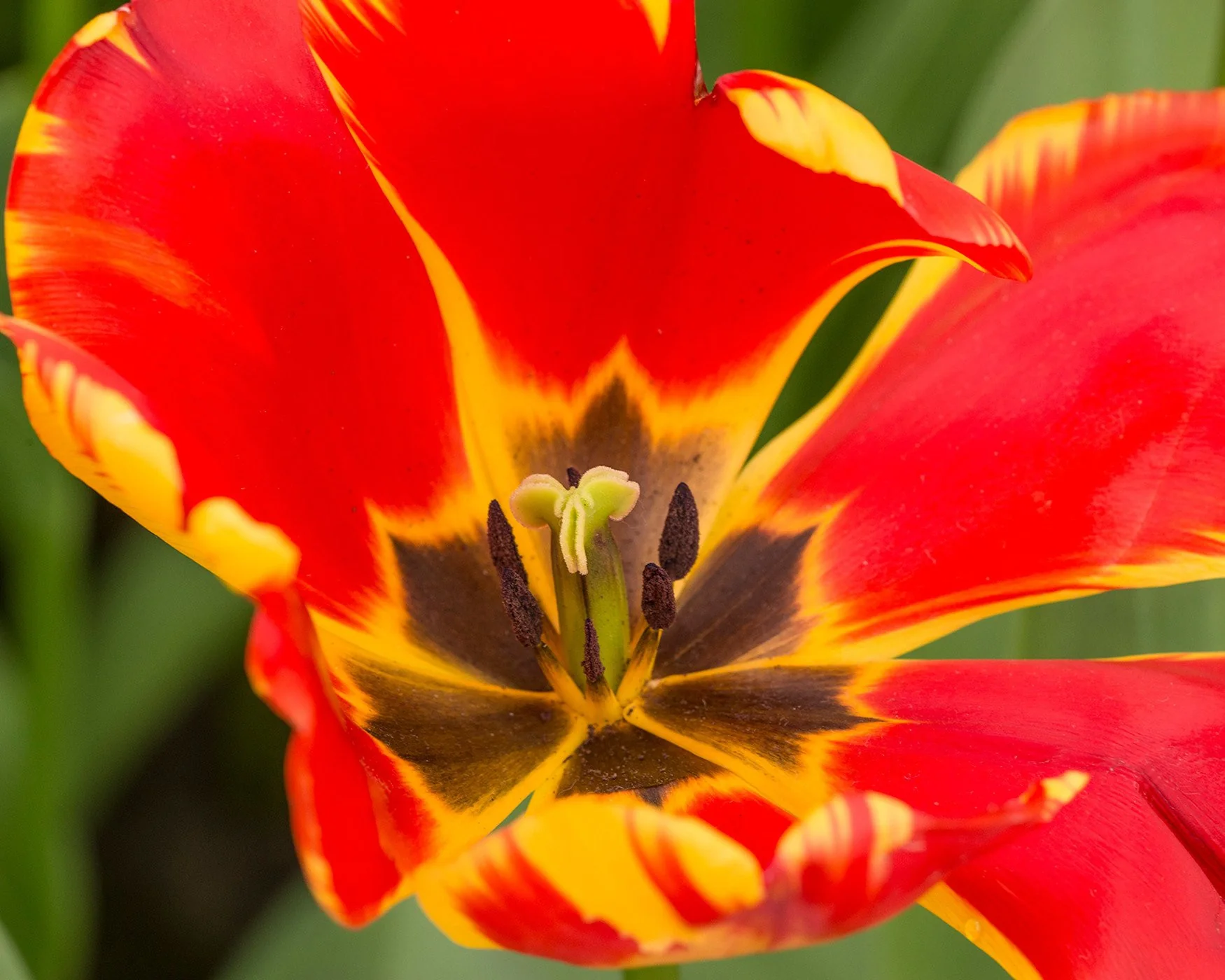 Tulip 'Banja Luka' - Image 9