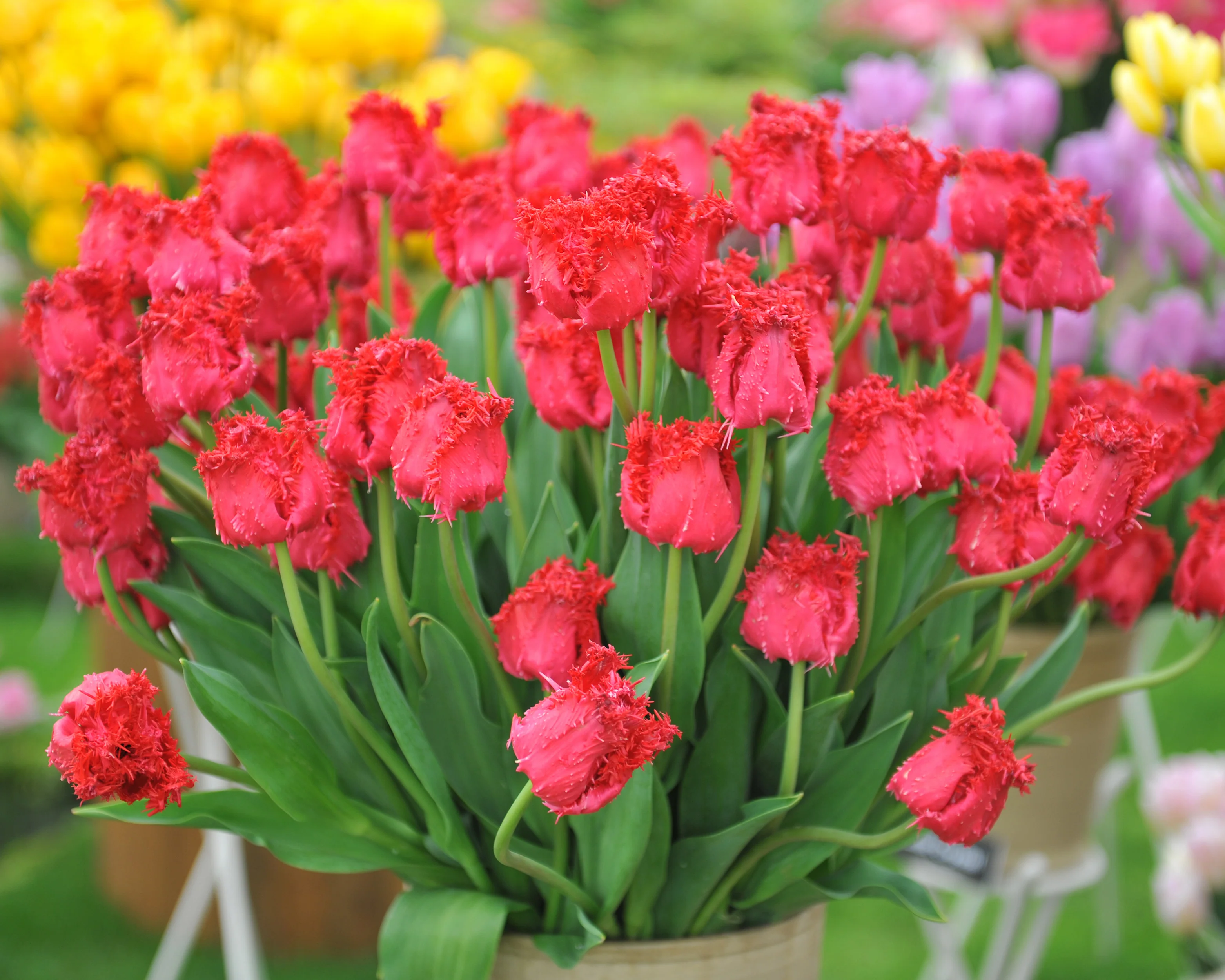 Tulip 'Barbados' - Image 5
