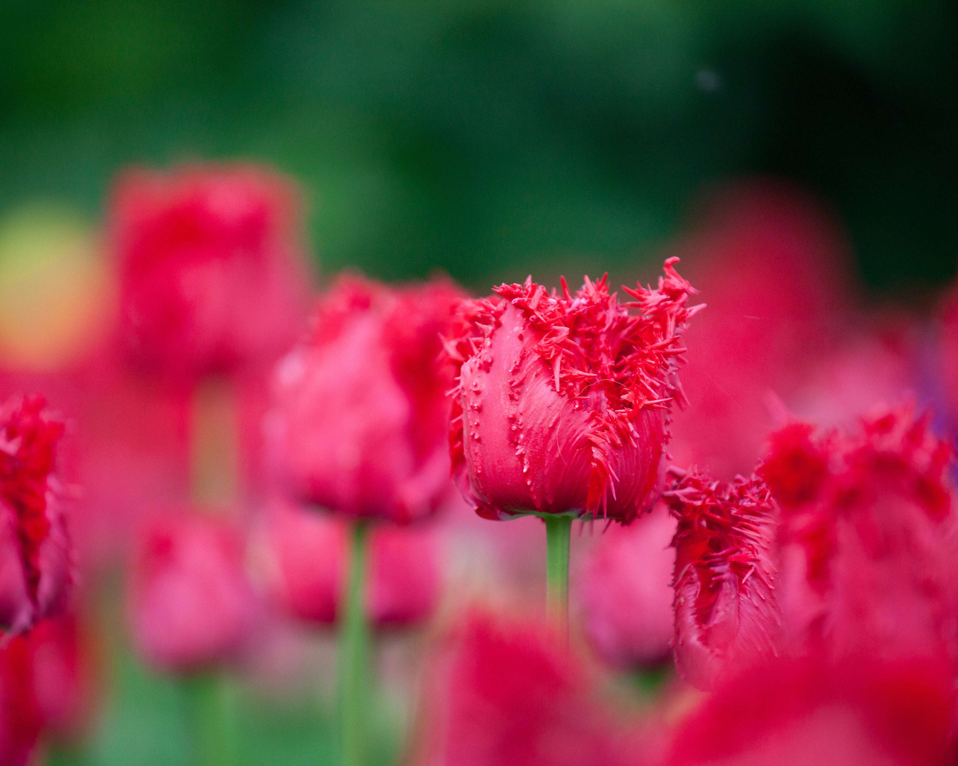 Tulip 'Barbados' - Image 7