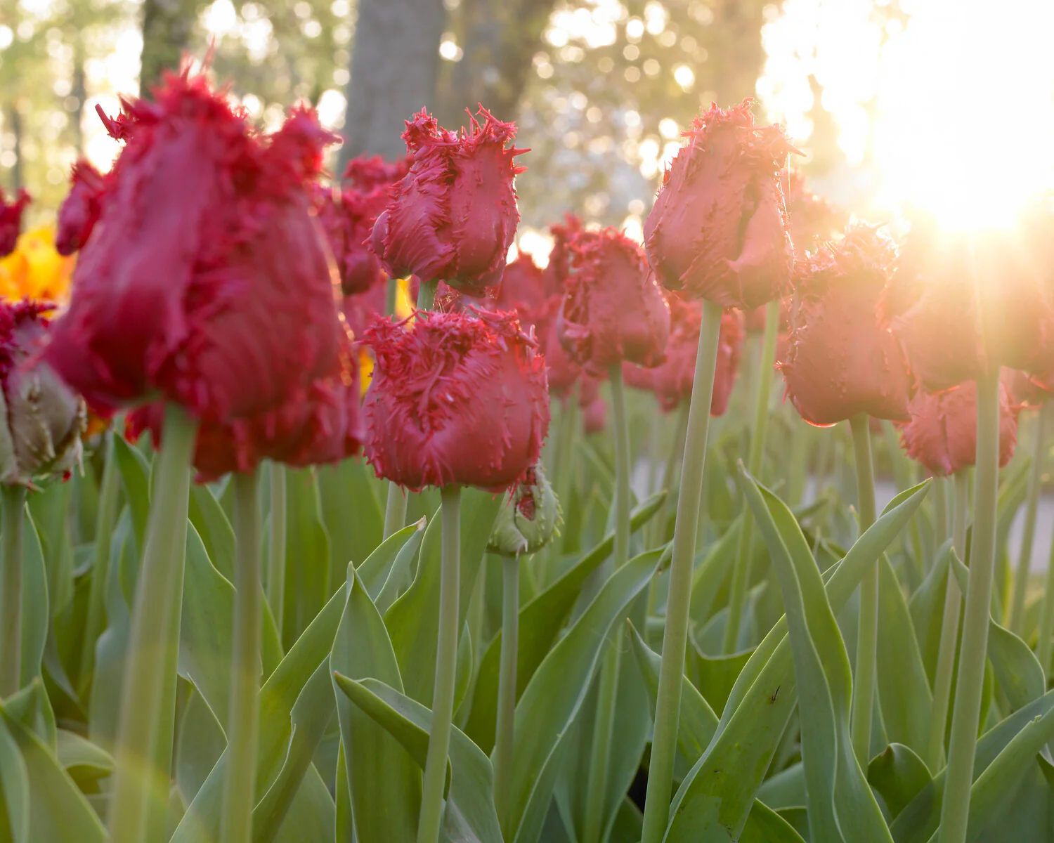 Tulip 'Barbados' - Image 9