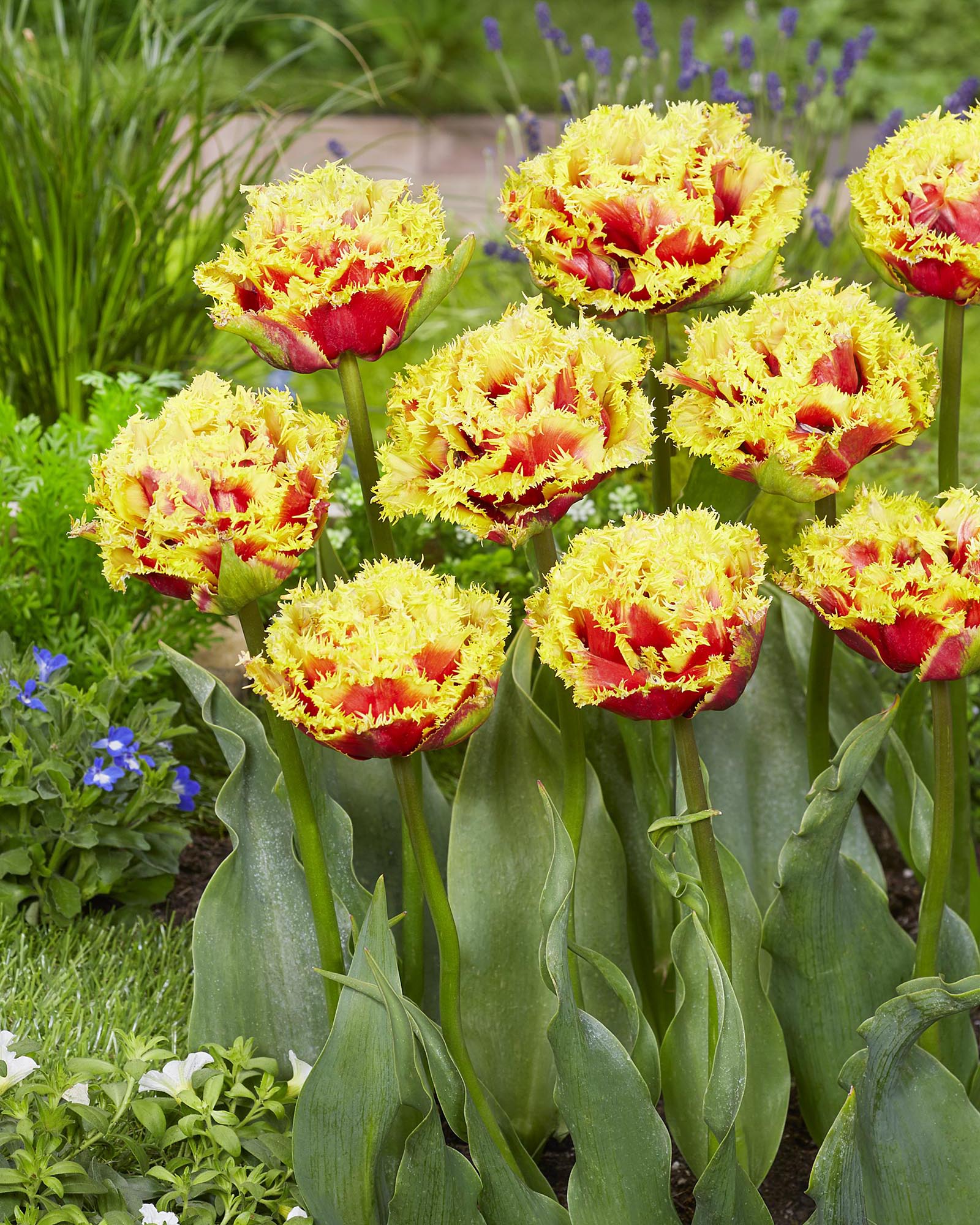 Tulip 'Baroque Fire' - Image 2