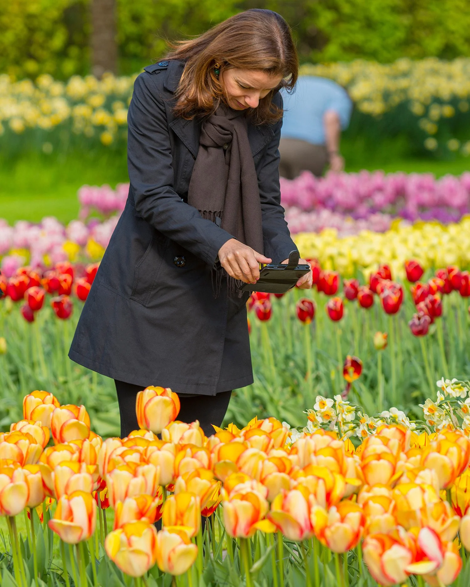 Tulip 'Beauty of Spring' - Image 2