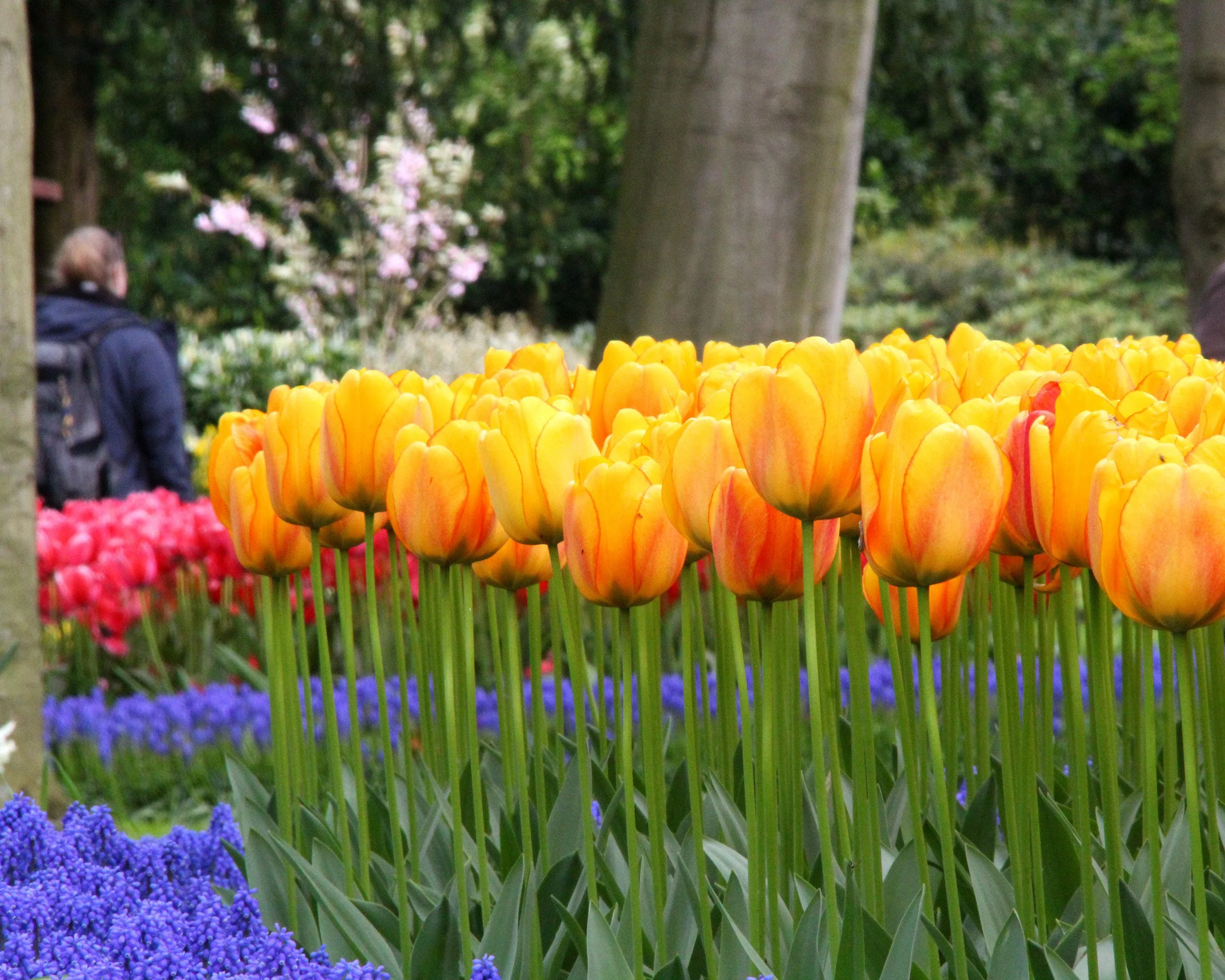 Tulip 'Beauty of Spring' - Image 4