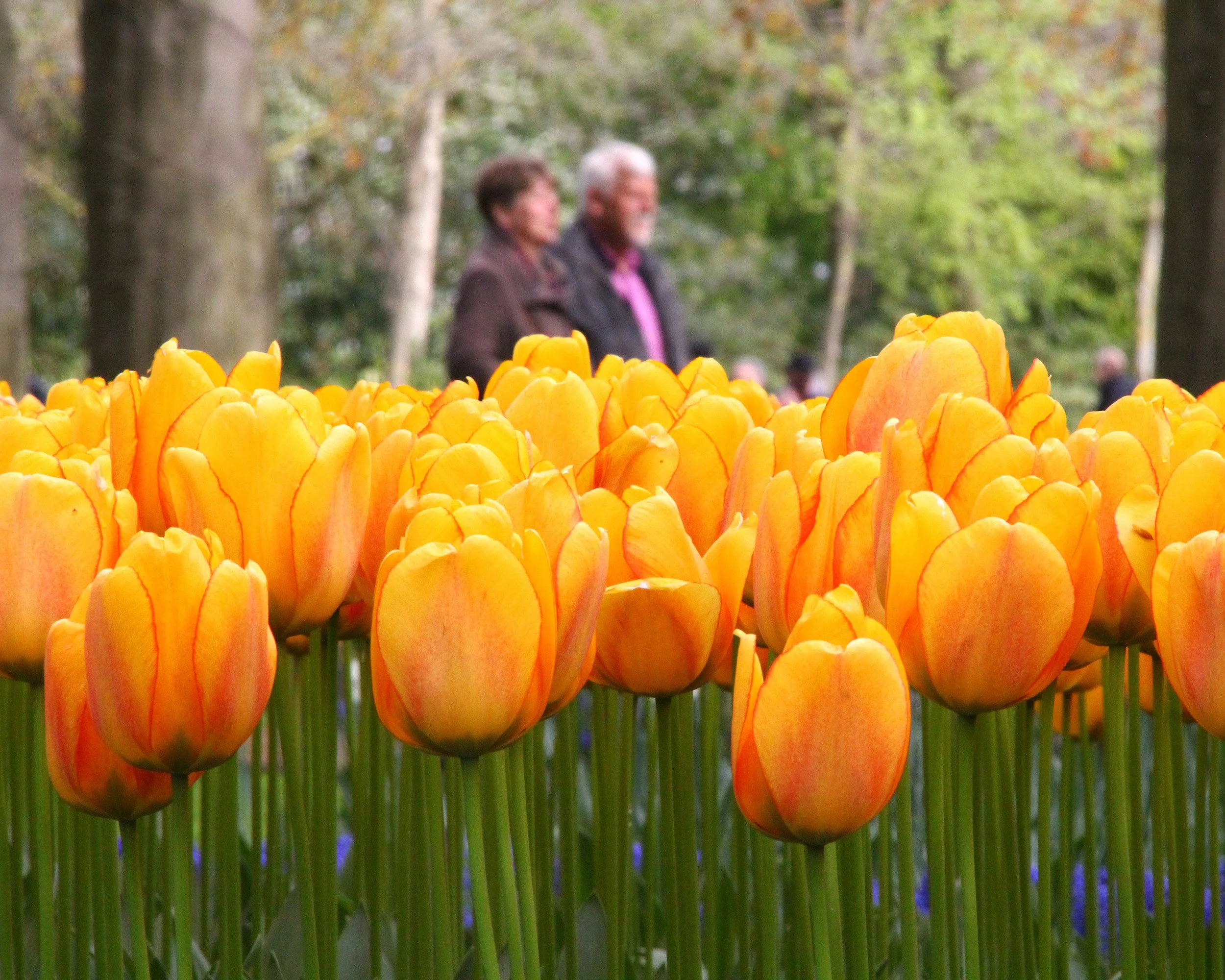 Tulip 'Beauty of Spring' - Image 6
