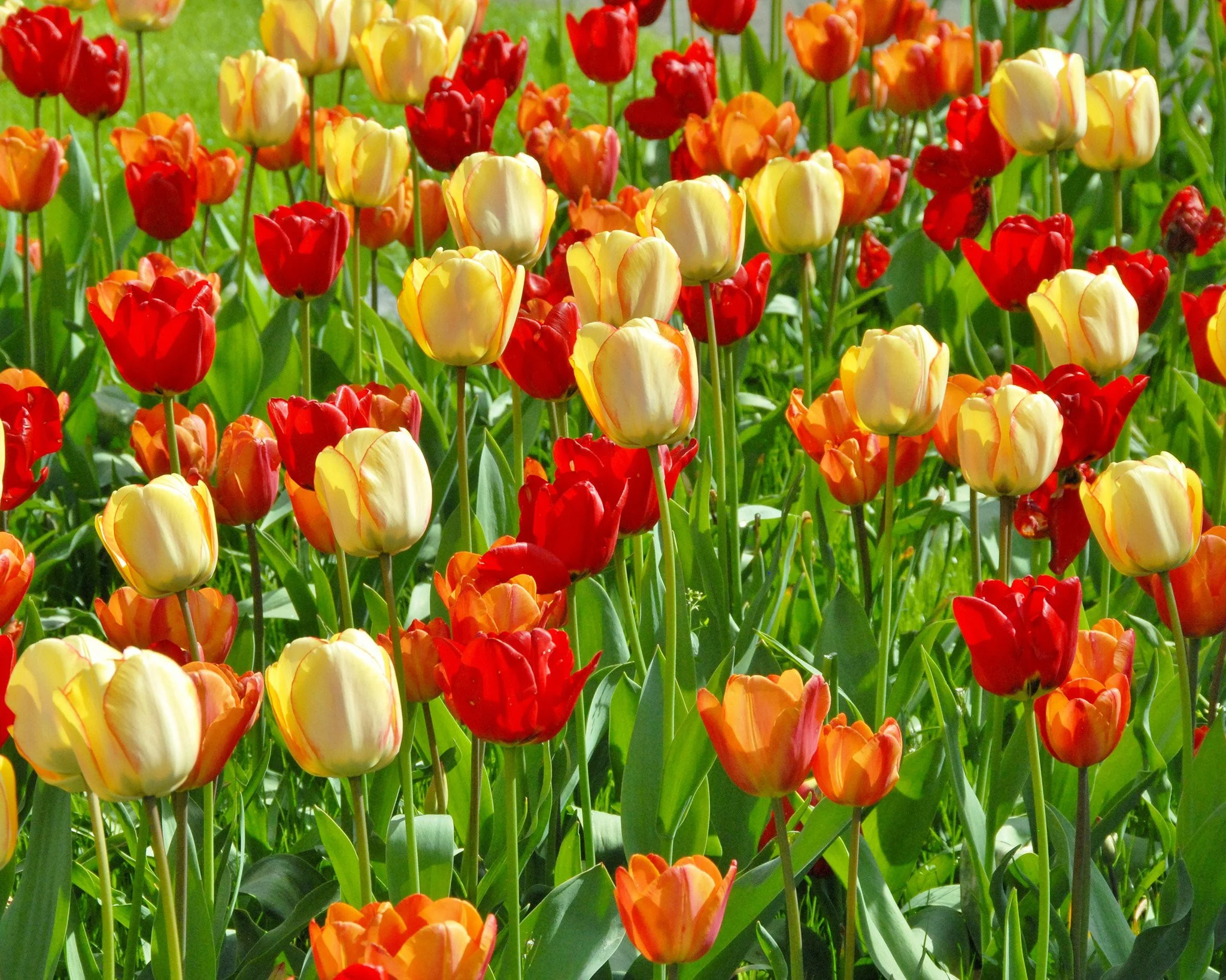 Tulip 'Beauty of Spring' - Image 7