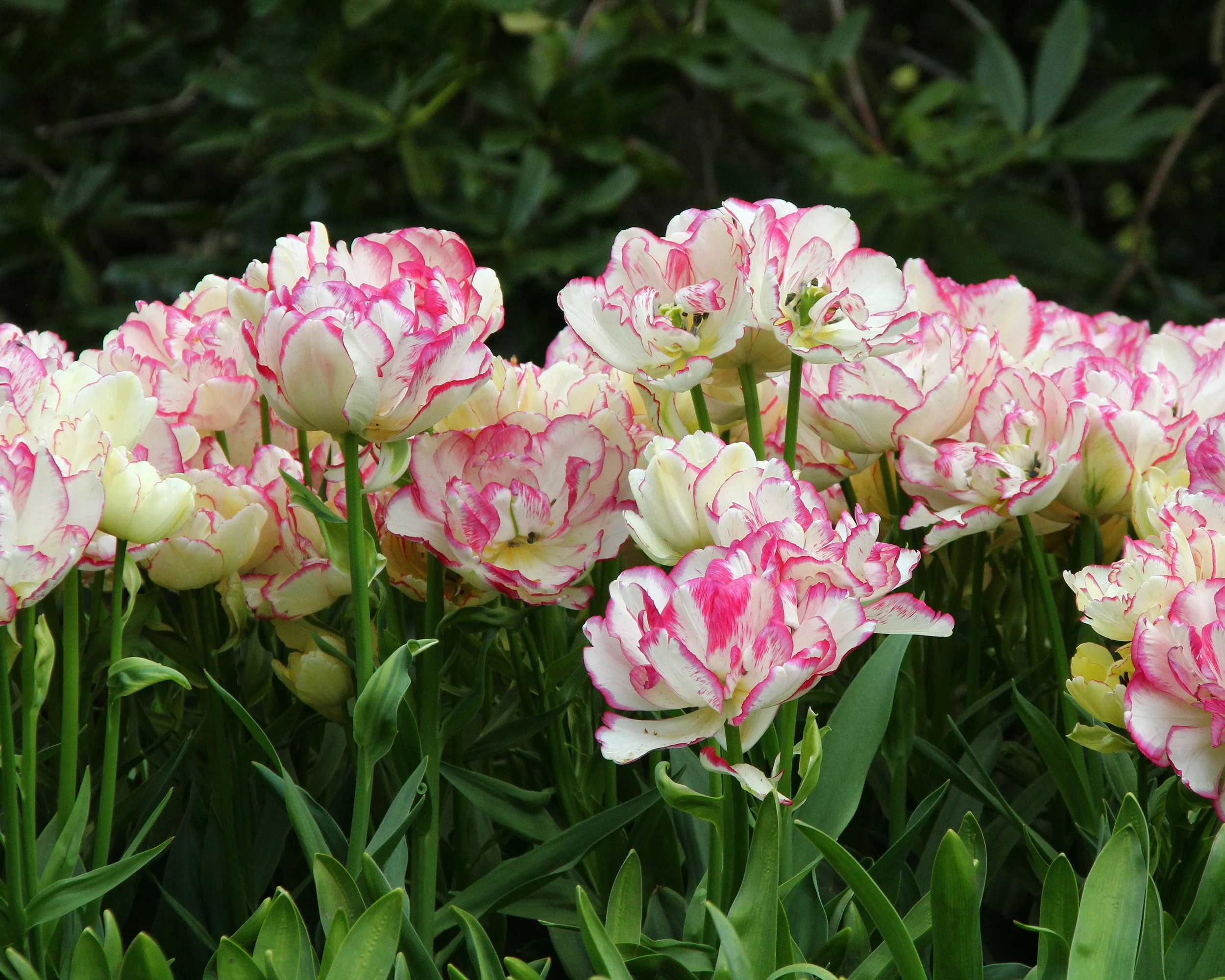 Tulip 'Belicia' - Image 3