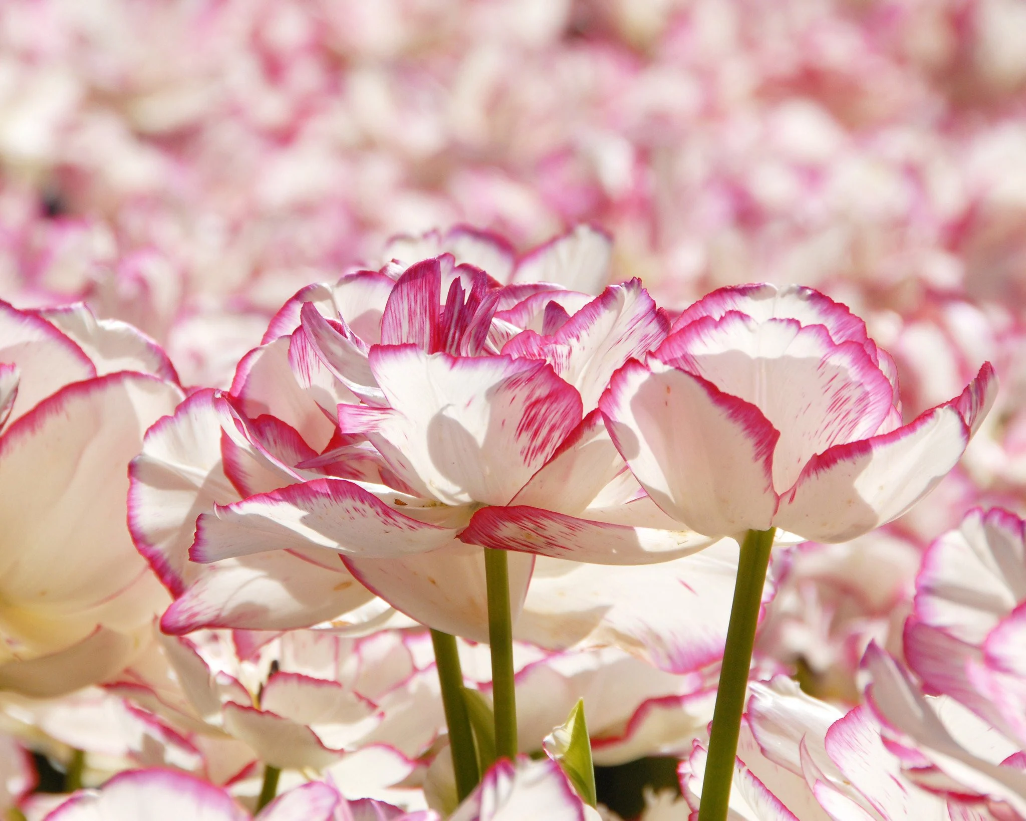 Tulip 'Belicia' - Image 4