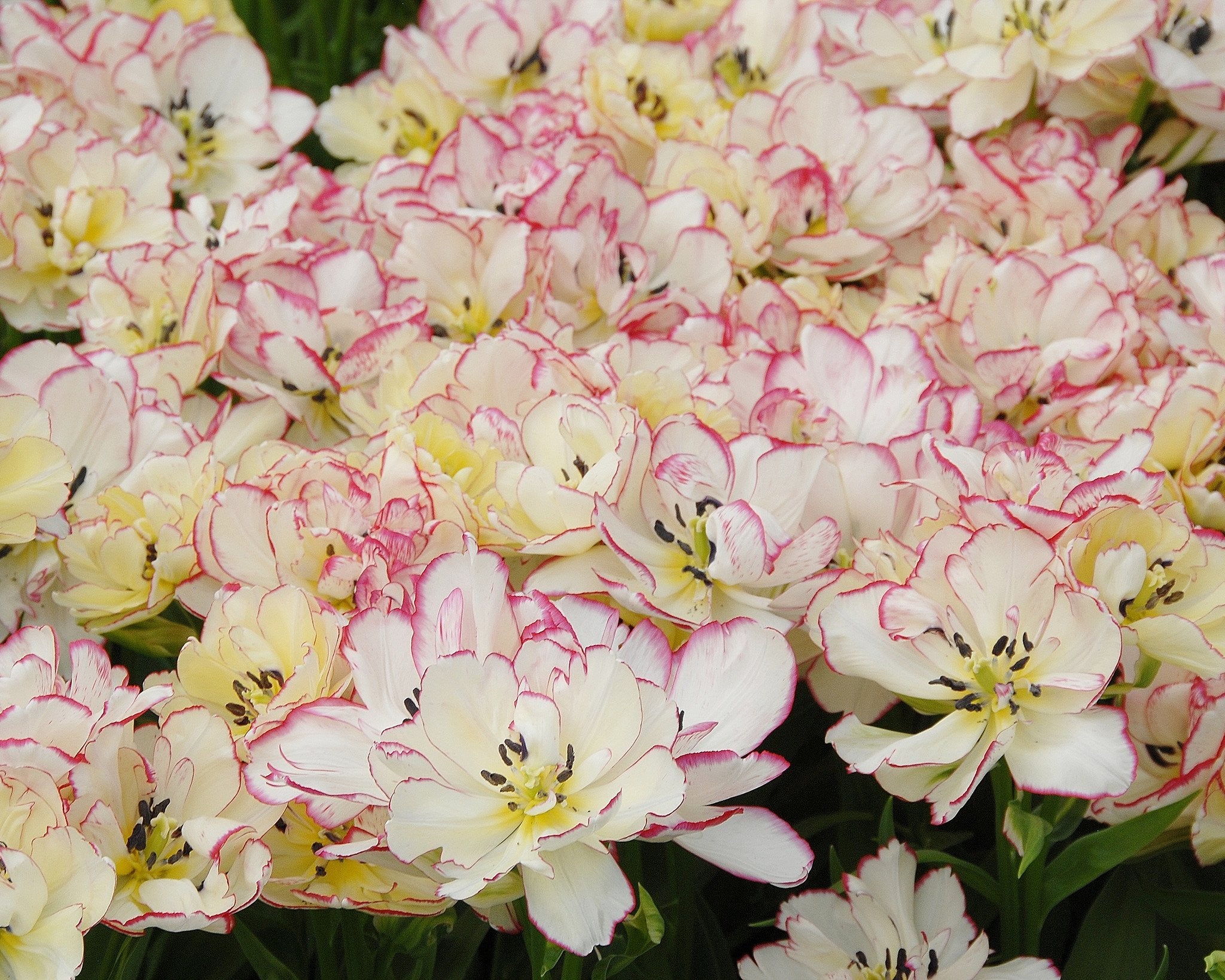 Tulip 'Belicia' - Image 7