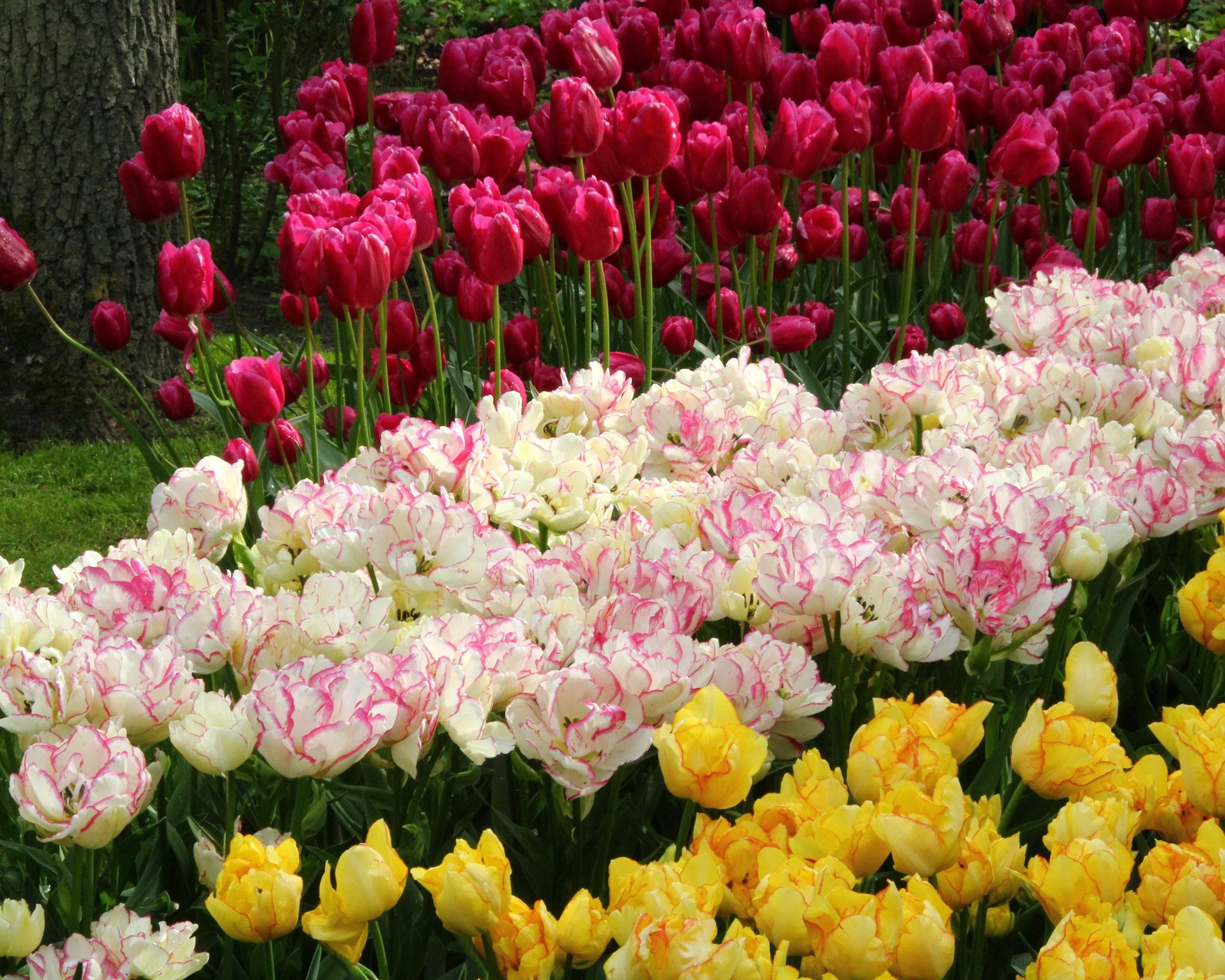 Tulip 'Belicia' - Image 8
