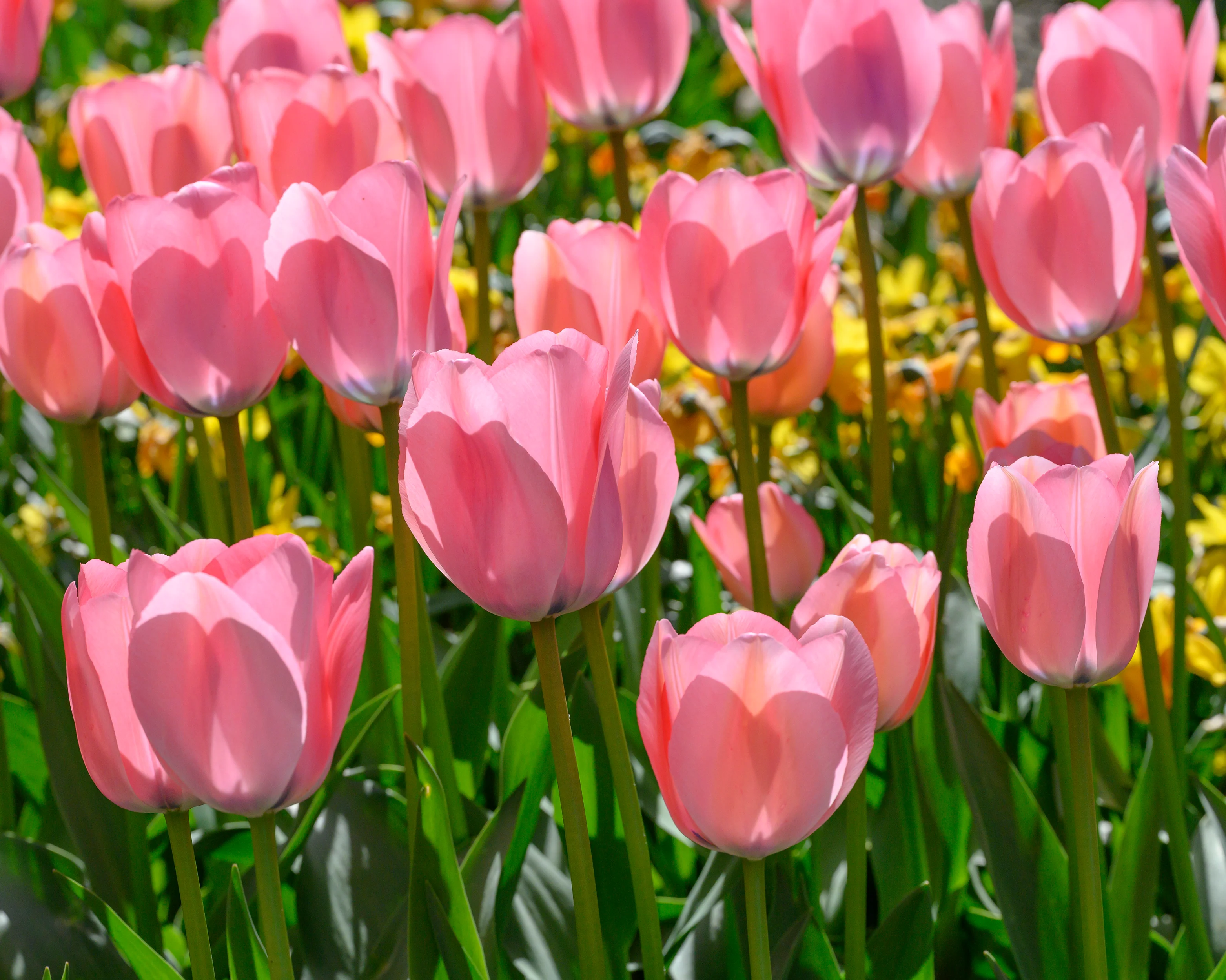 Tulip 'Bella Blush' - Image 10