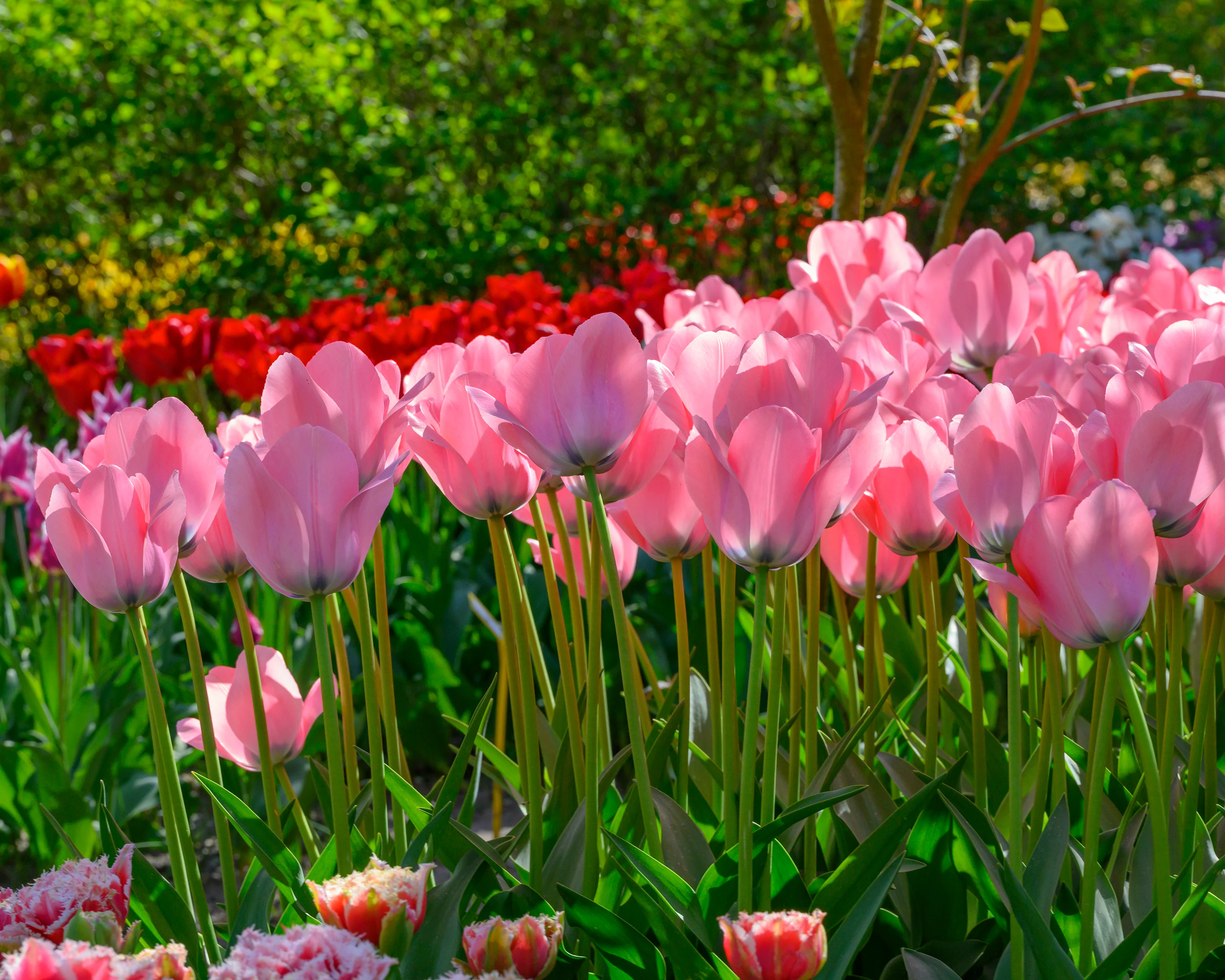 Tulip 'Bella Blush' - Image 12