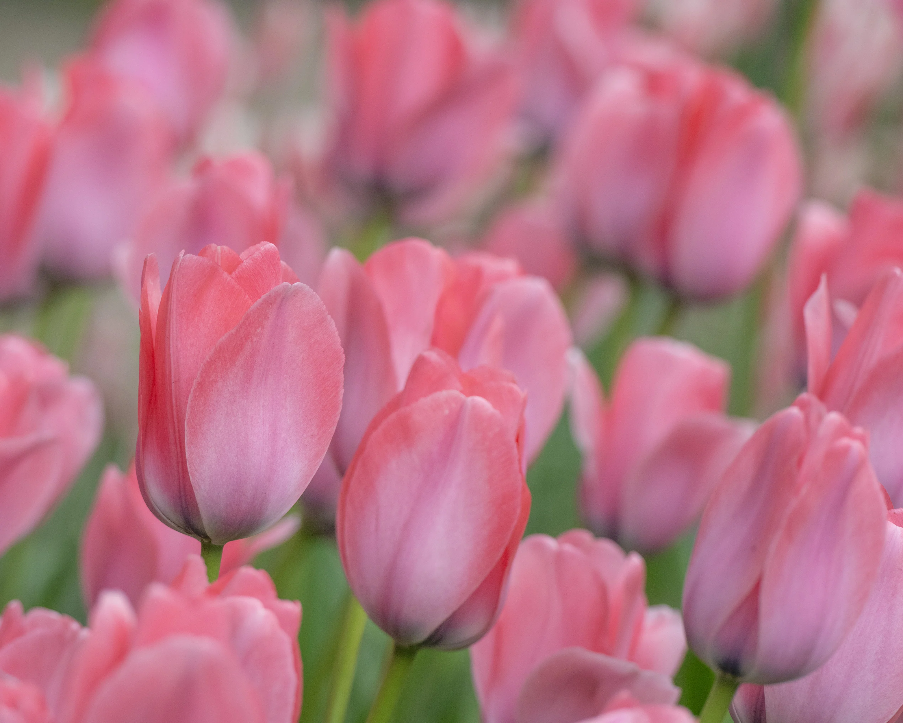 Tulip 'Bella Blush' - Image 15