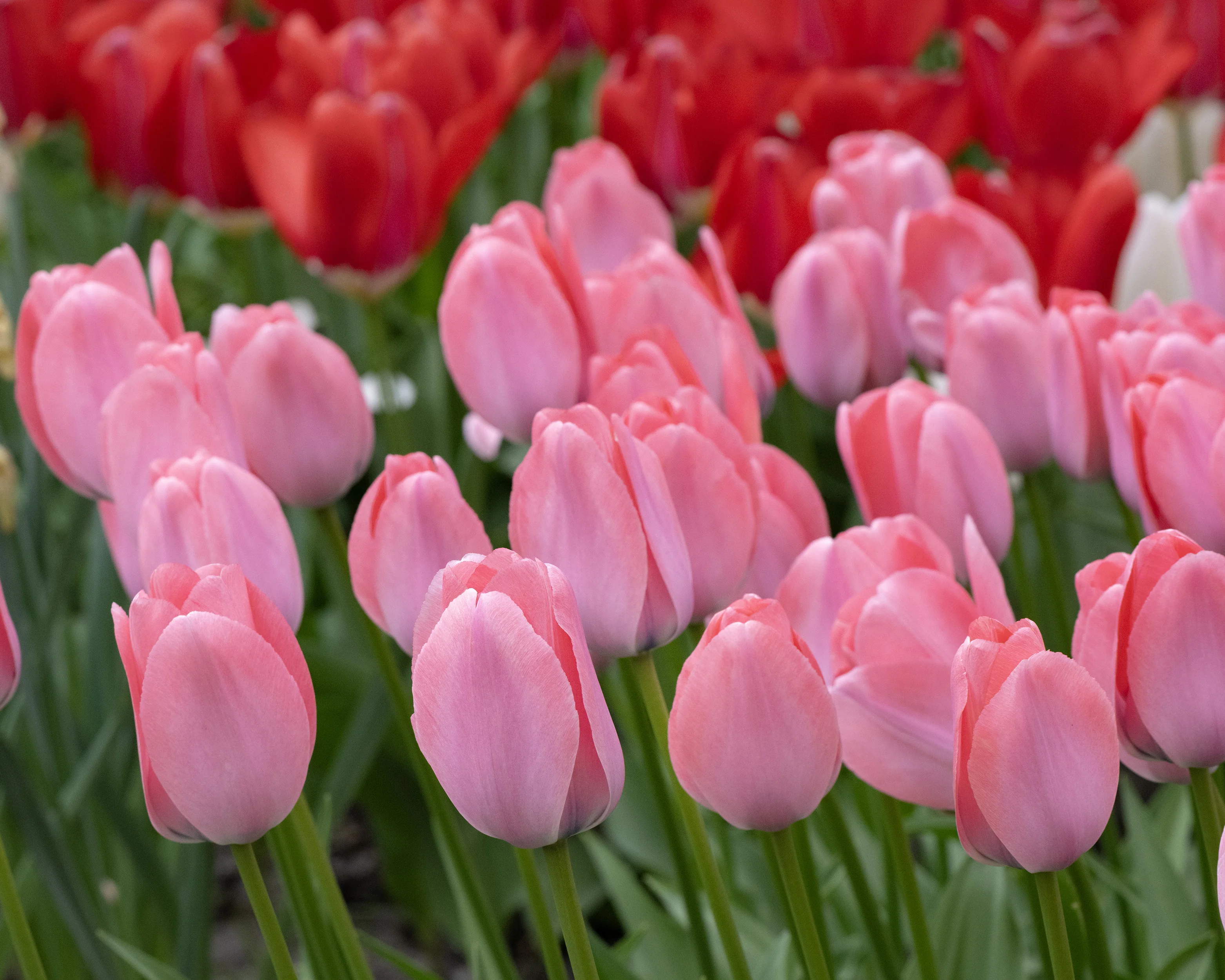 Tulip 'Bella Blush' - Image 16