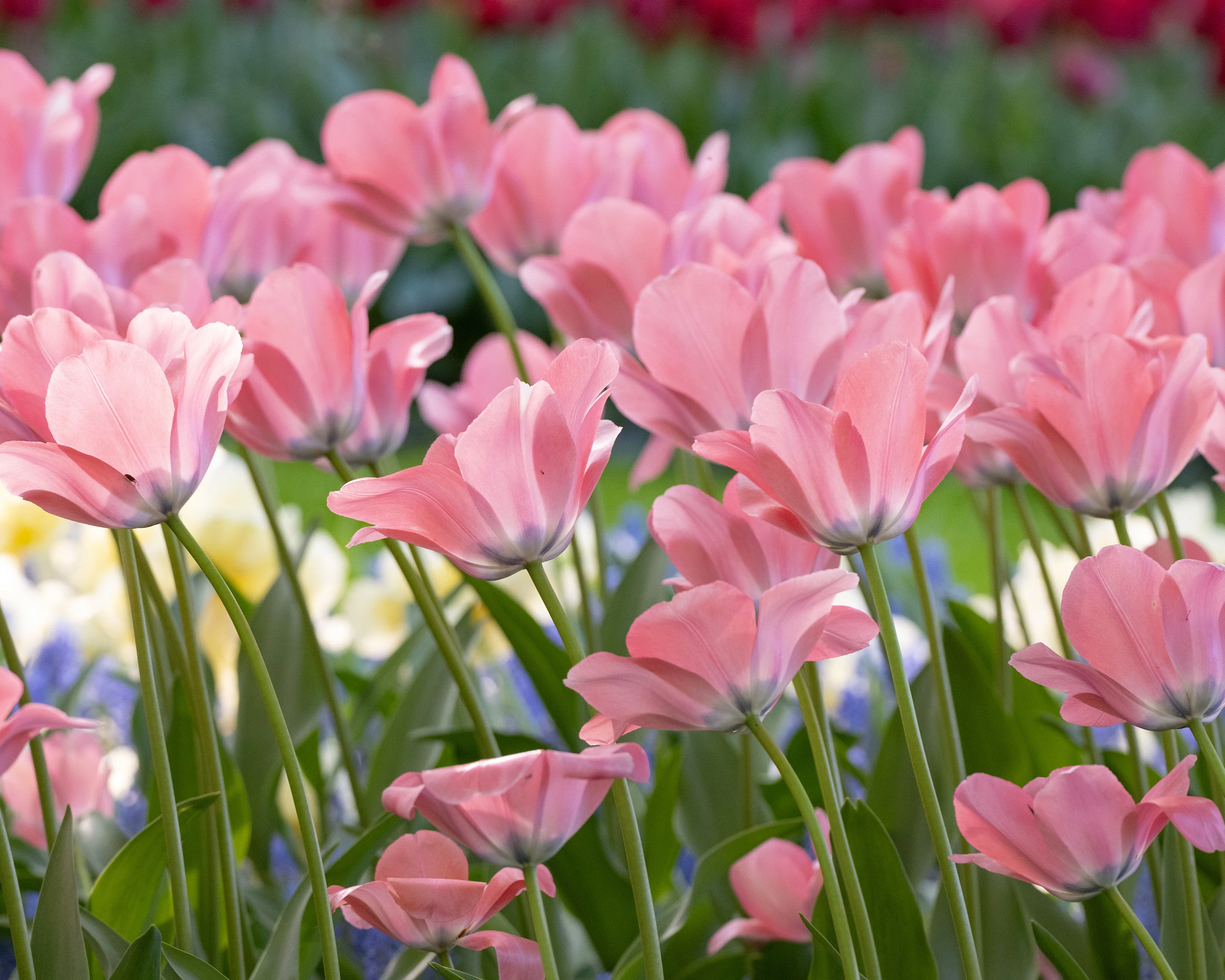 Tulip 'Bella Blush' - Image 2