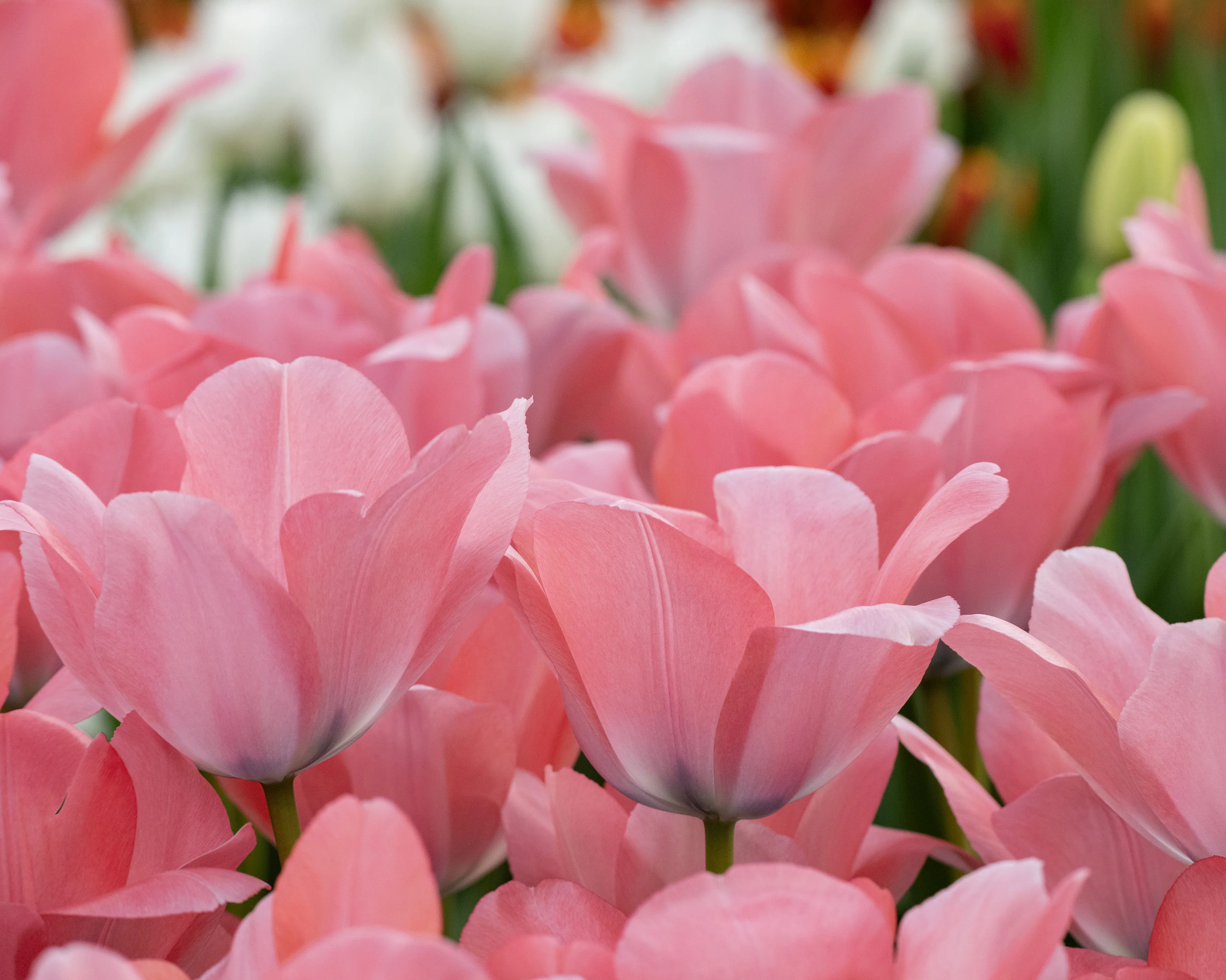 Tulip 'Bella Blush' - Image 3