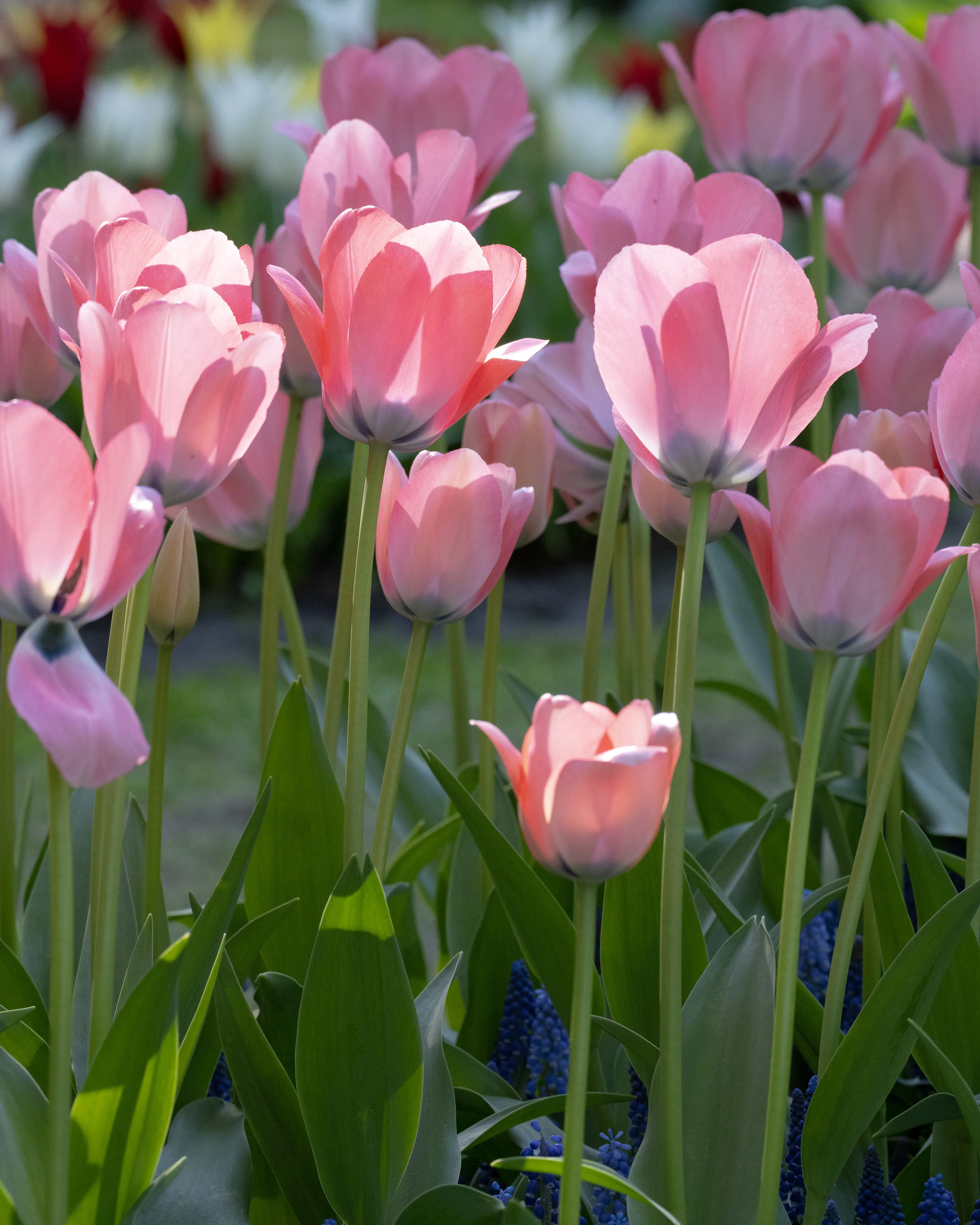 Tulip 'Bella Blush' - Image 5