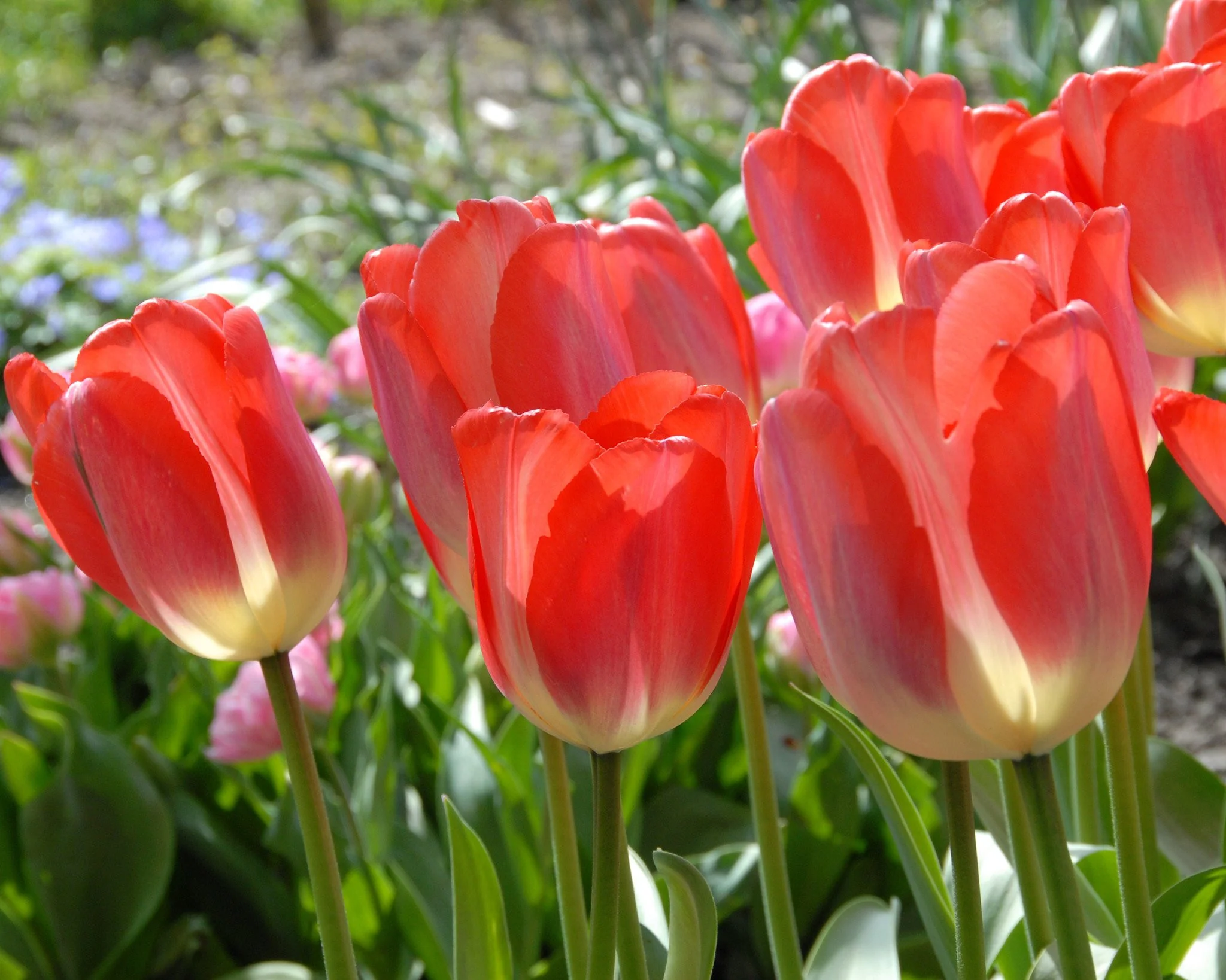 Tulip 'Big Chief' - Image 3
