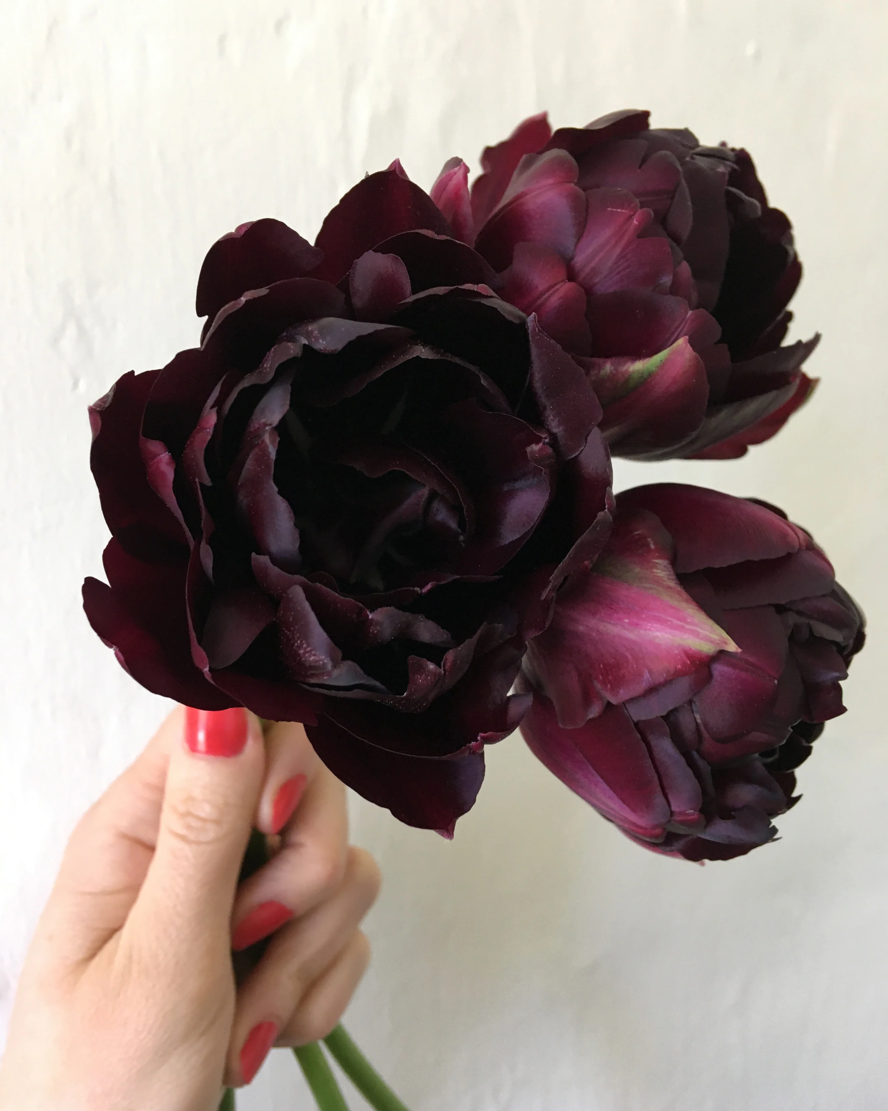 Tulip 'Black Hero' - Image 6