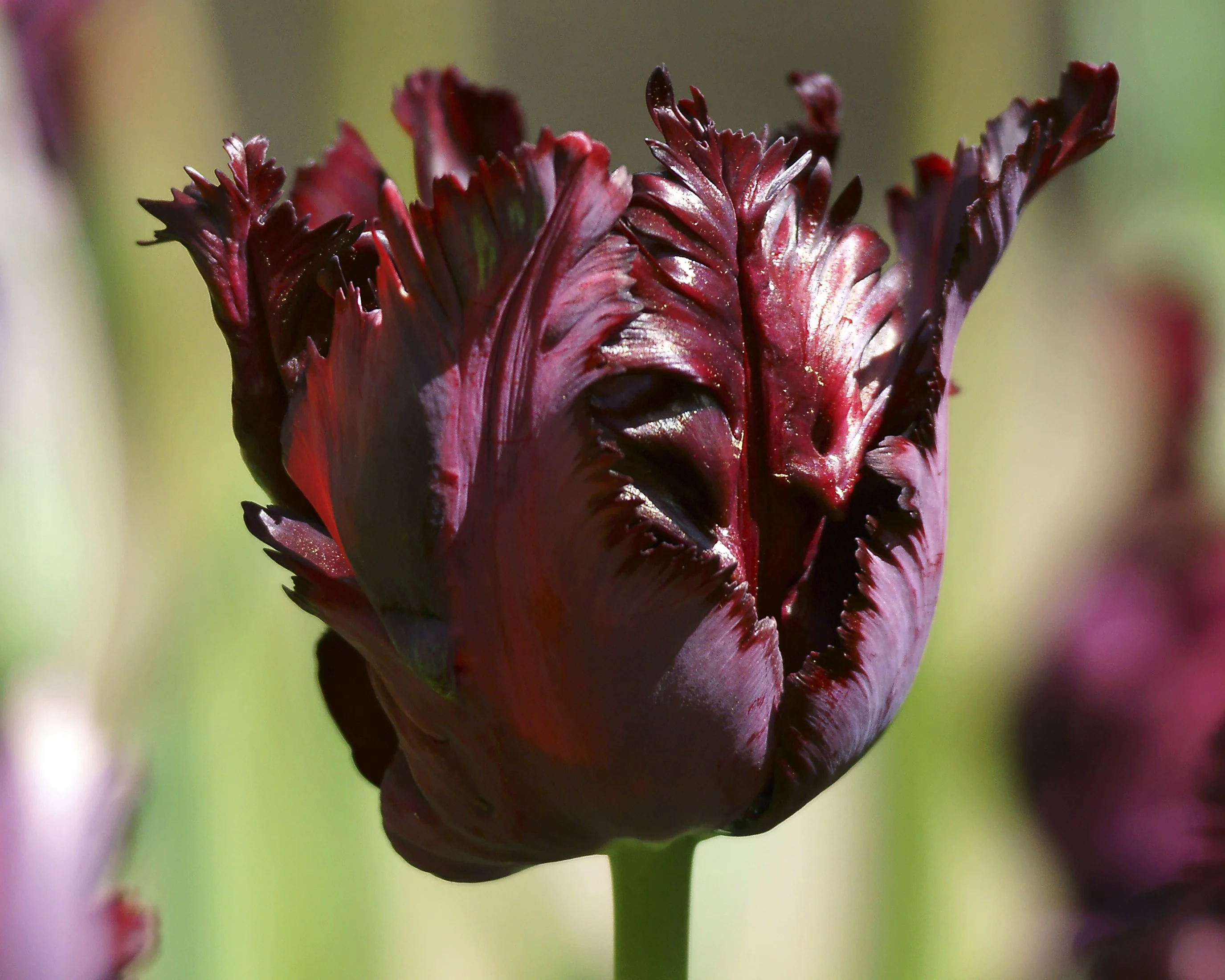 Tulip 'Black Parrot' - Image 12