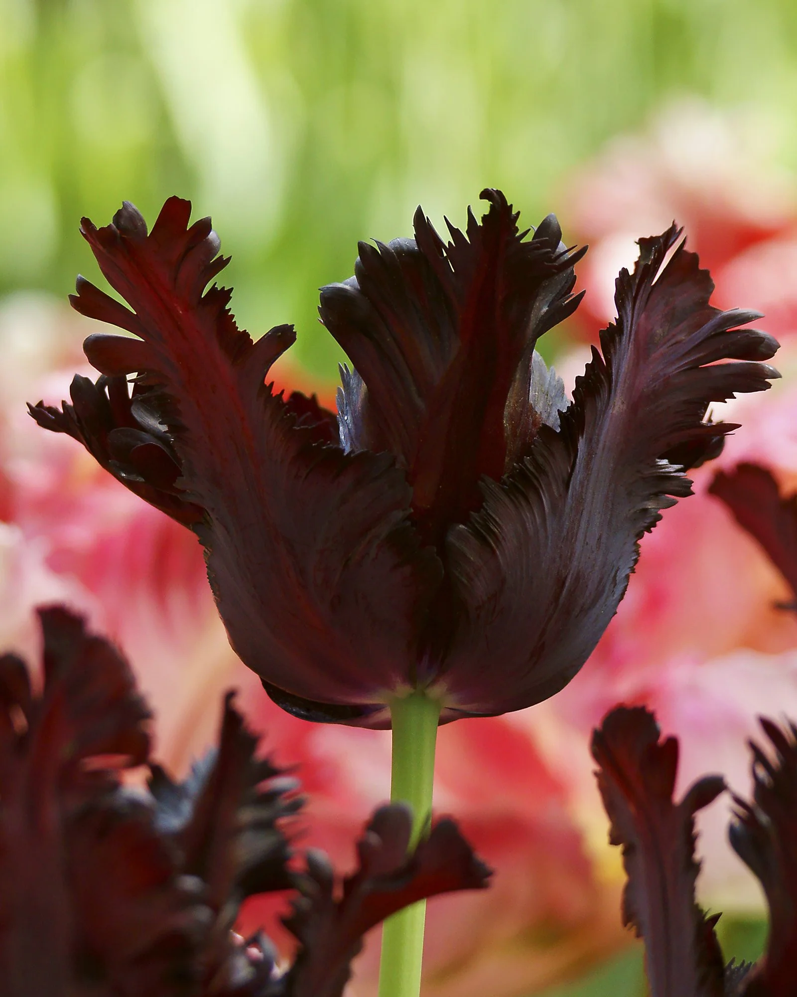 Tulip 'Black Parrot' - Image 6