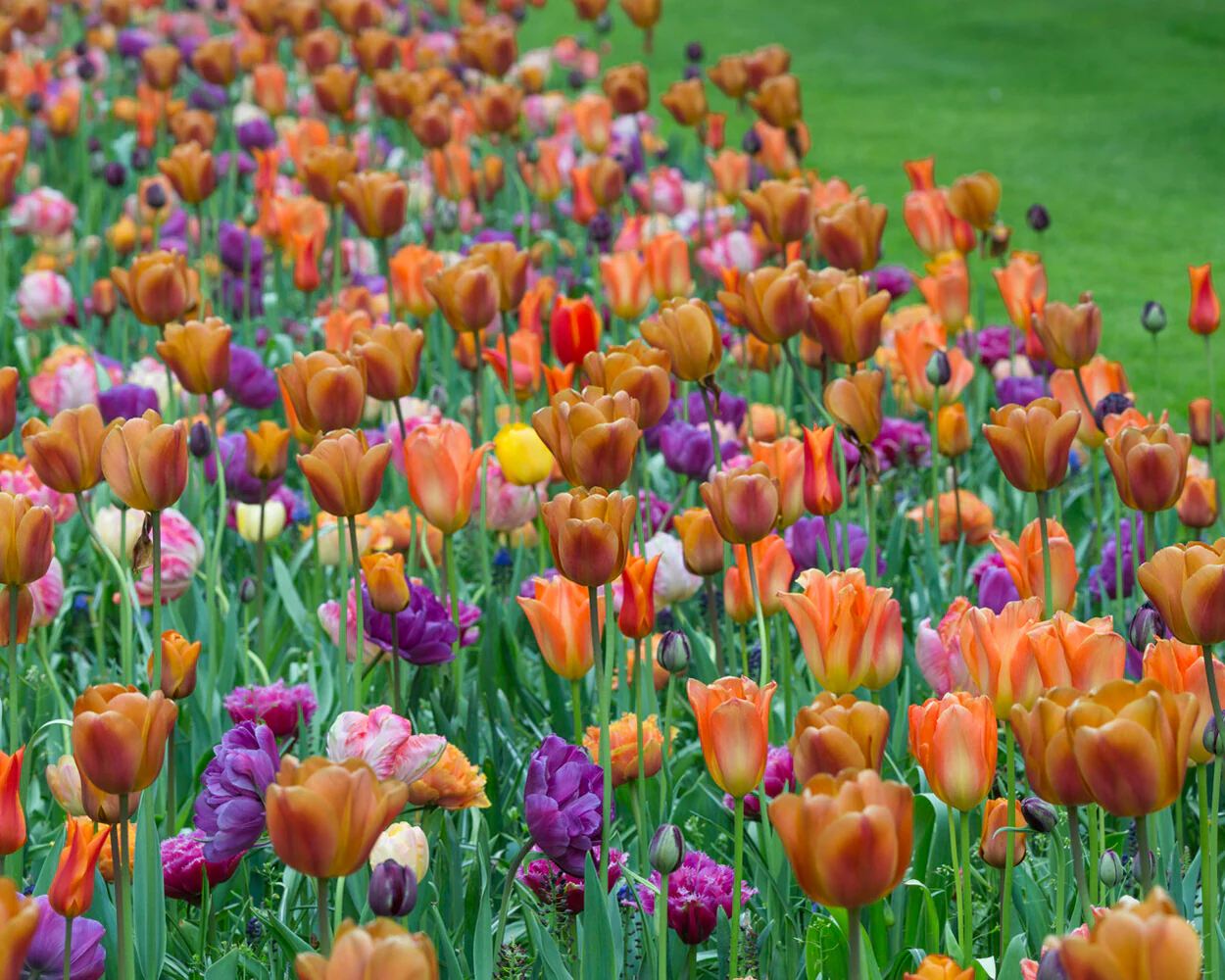 Tulip 'Blue Diamond' - Image 10