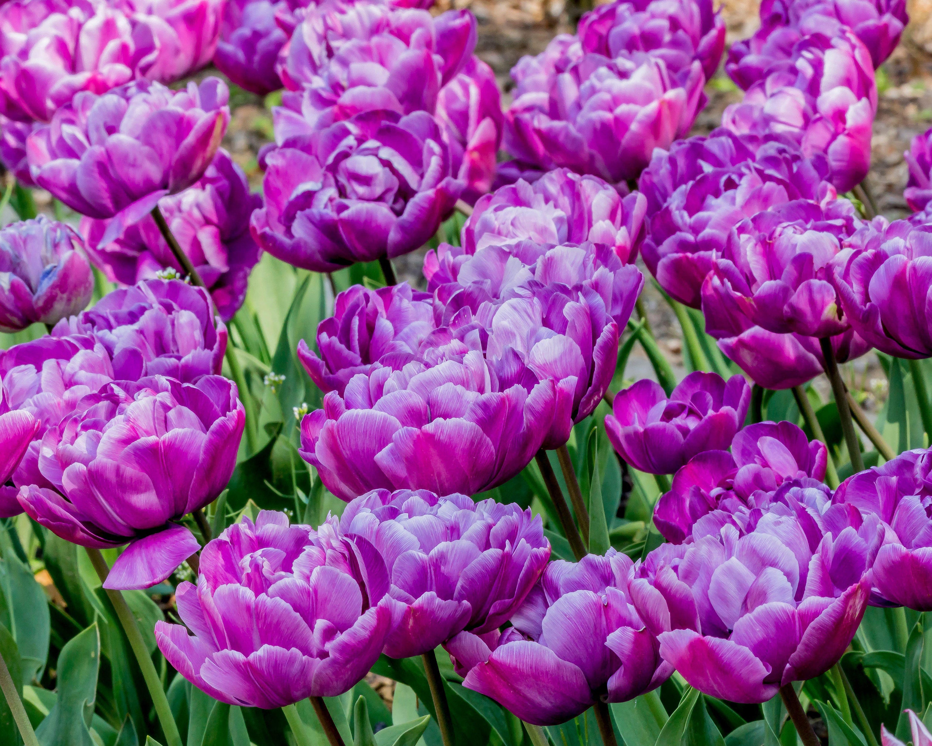 Tulip 'Blue Diamond' - Image 2